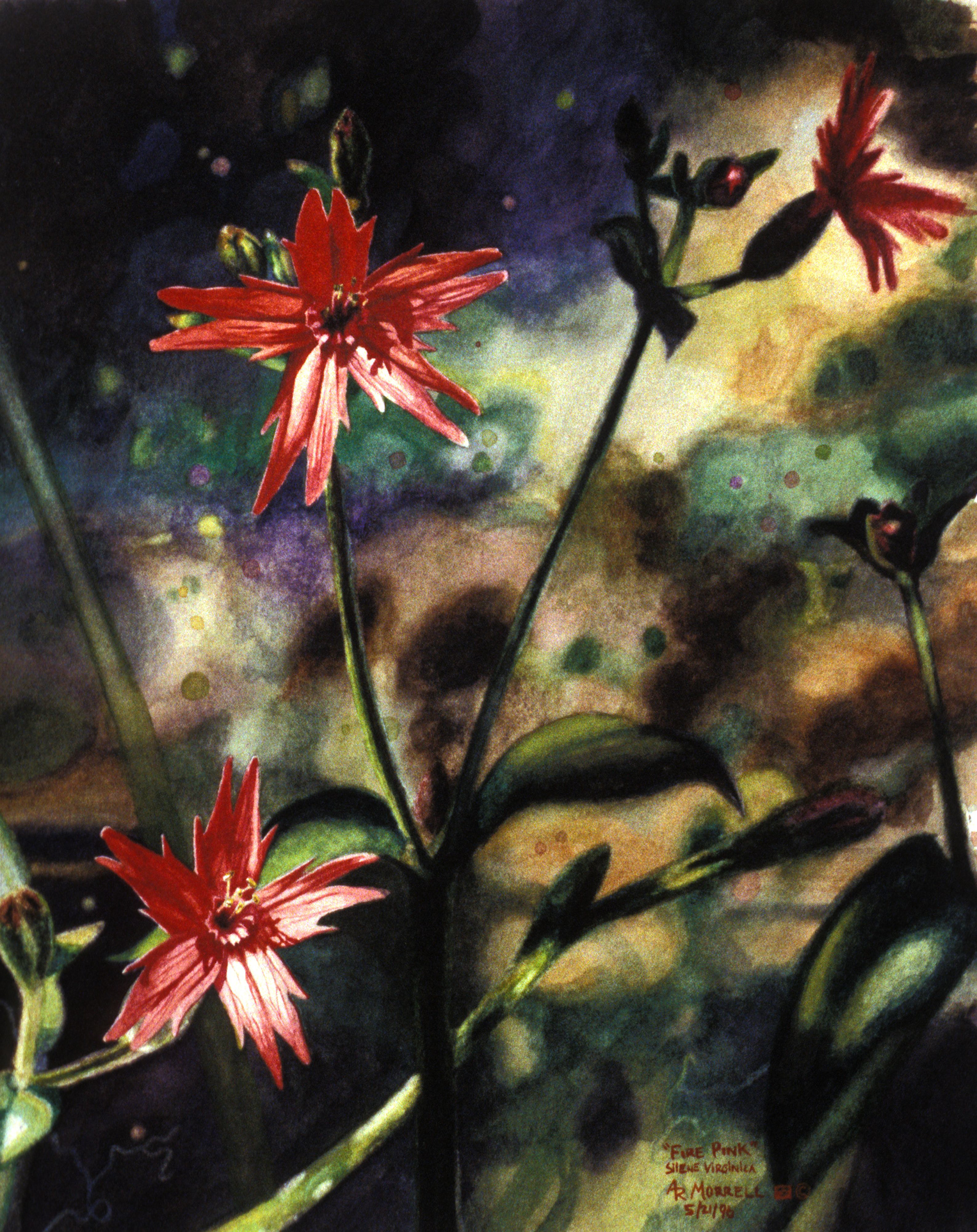 "Fire Pink" Watercolor