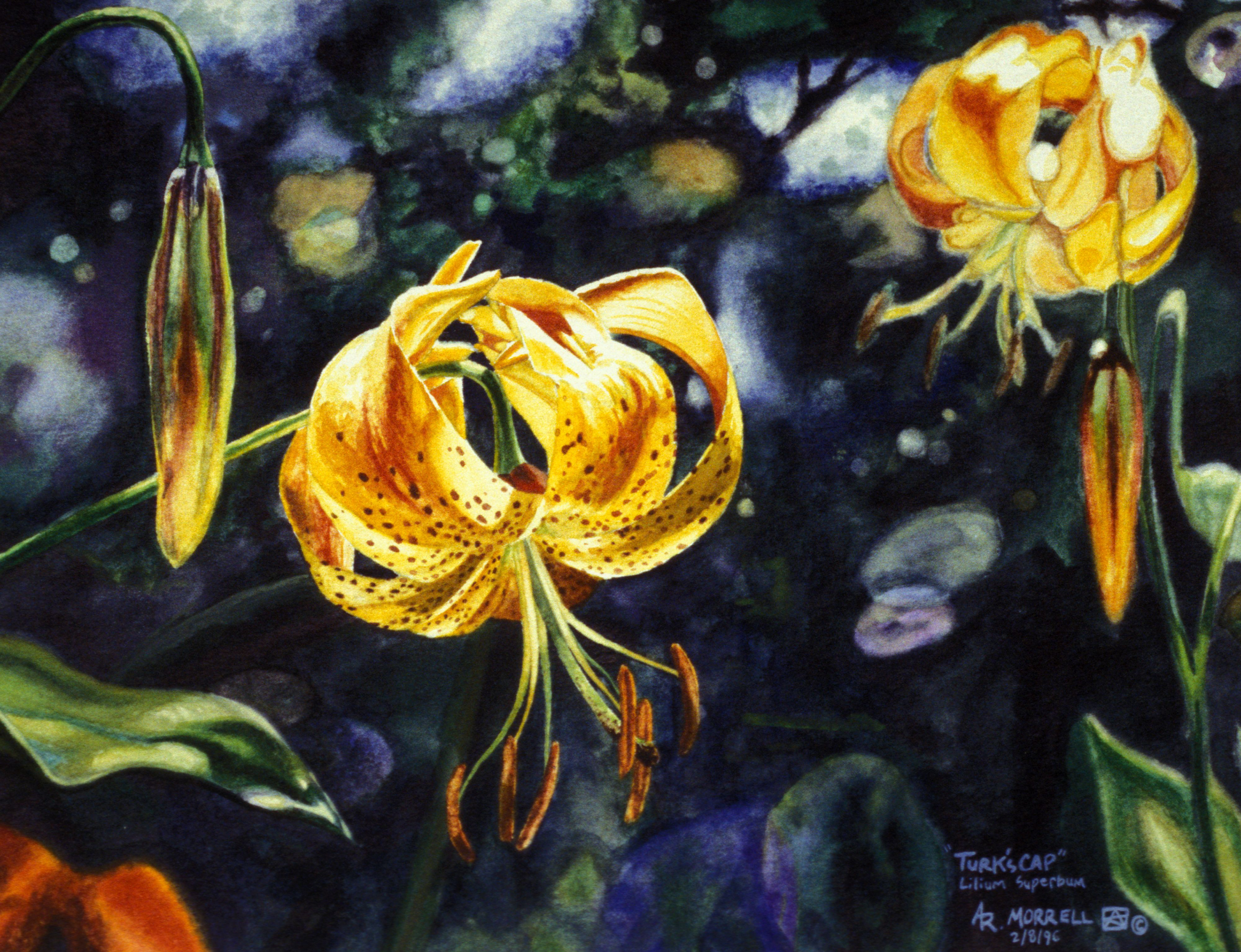 "Turks Cap" Watercolor