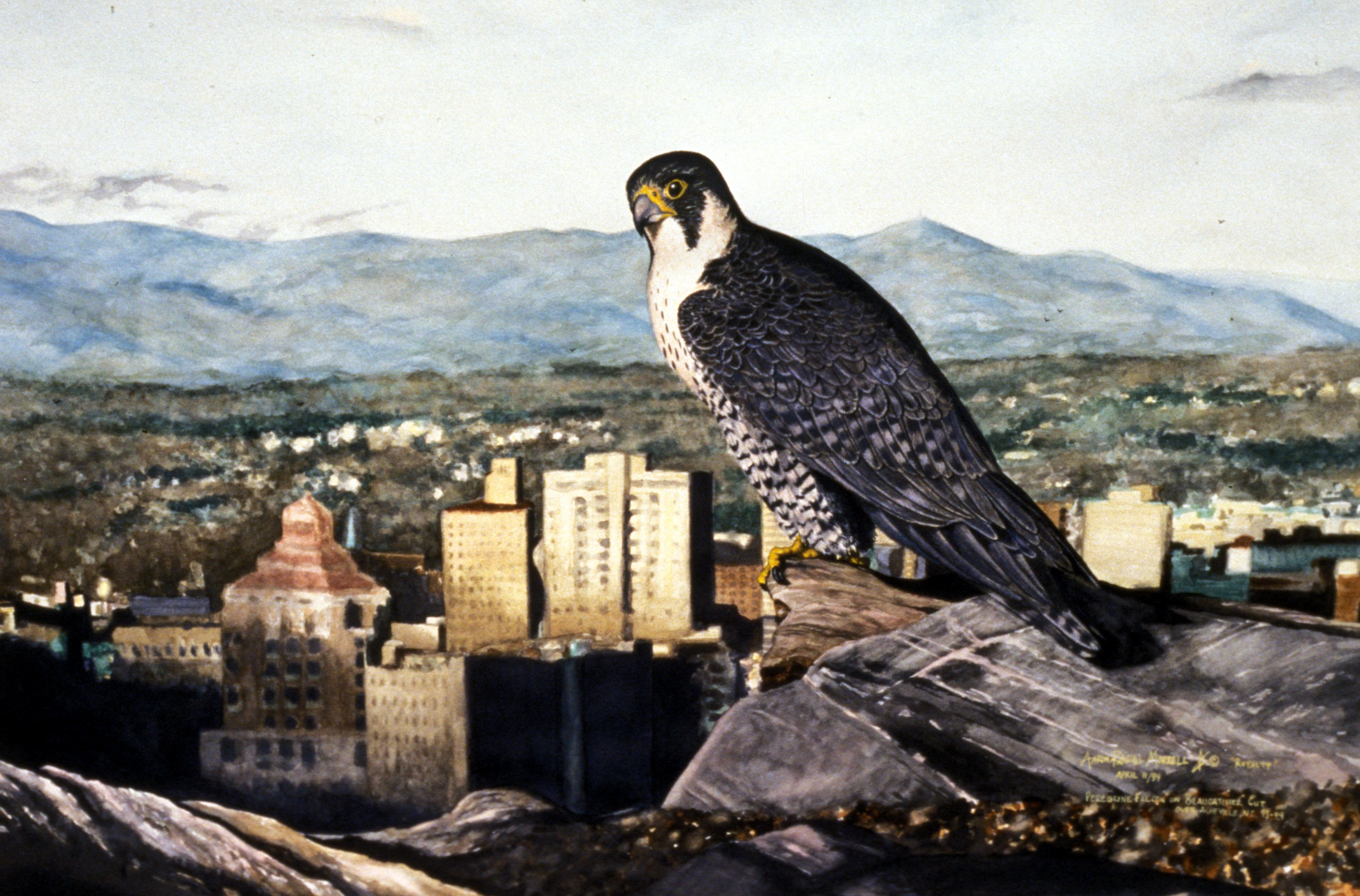 "Pergrine over Asheville" Watercolor