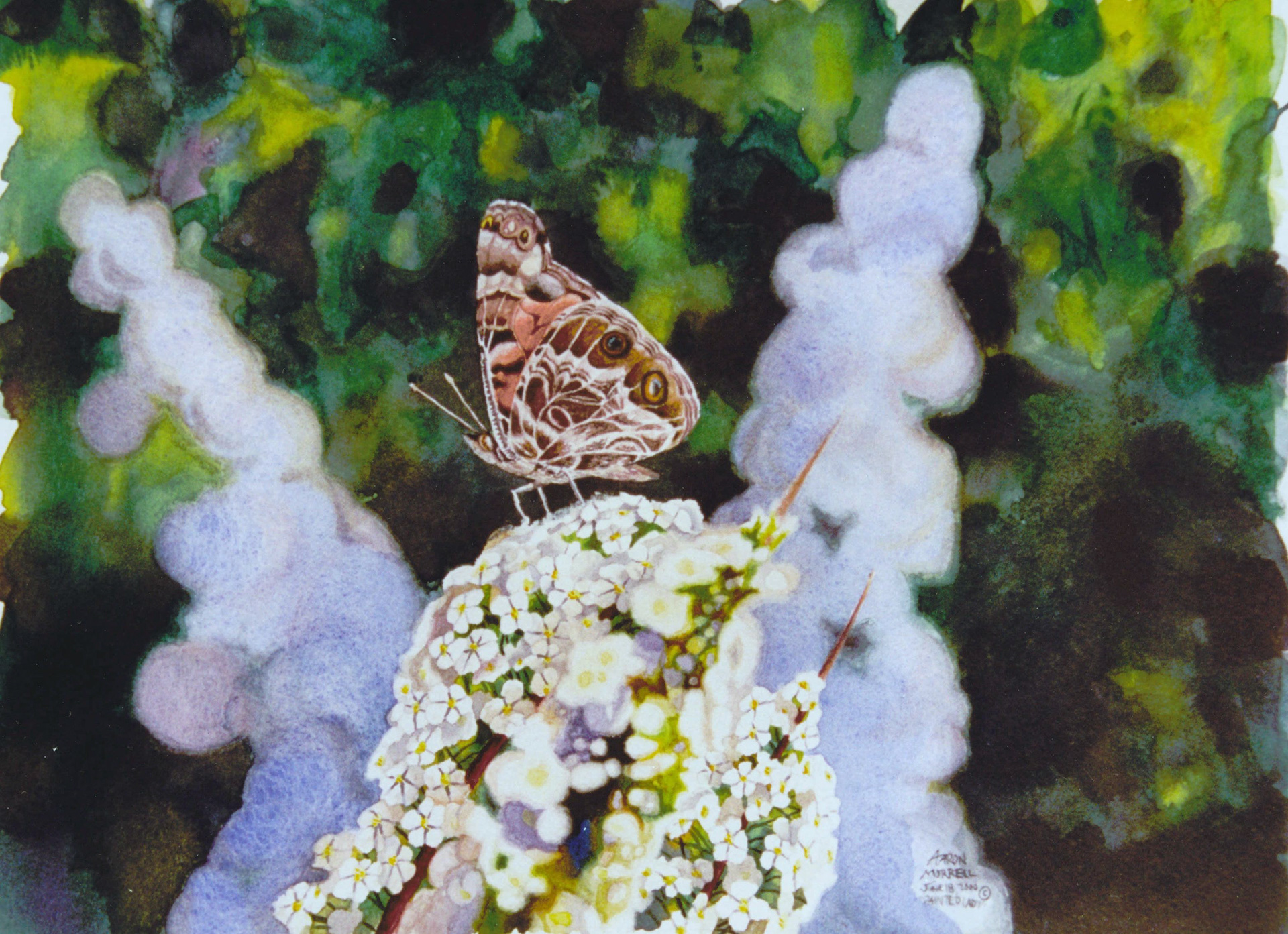"Painted Lady" Watercolor