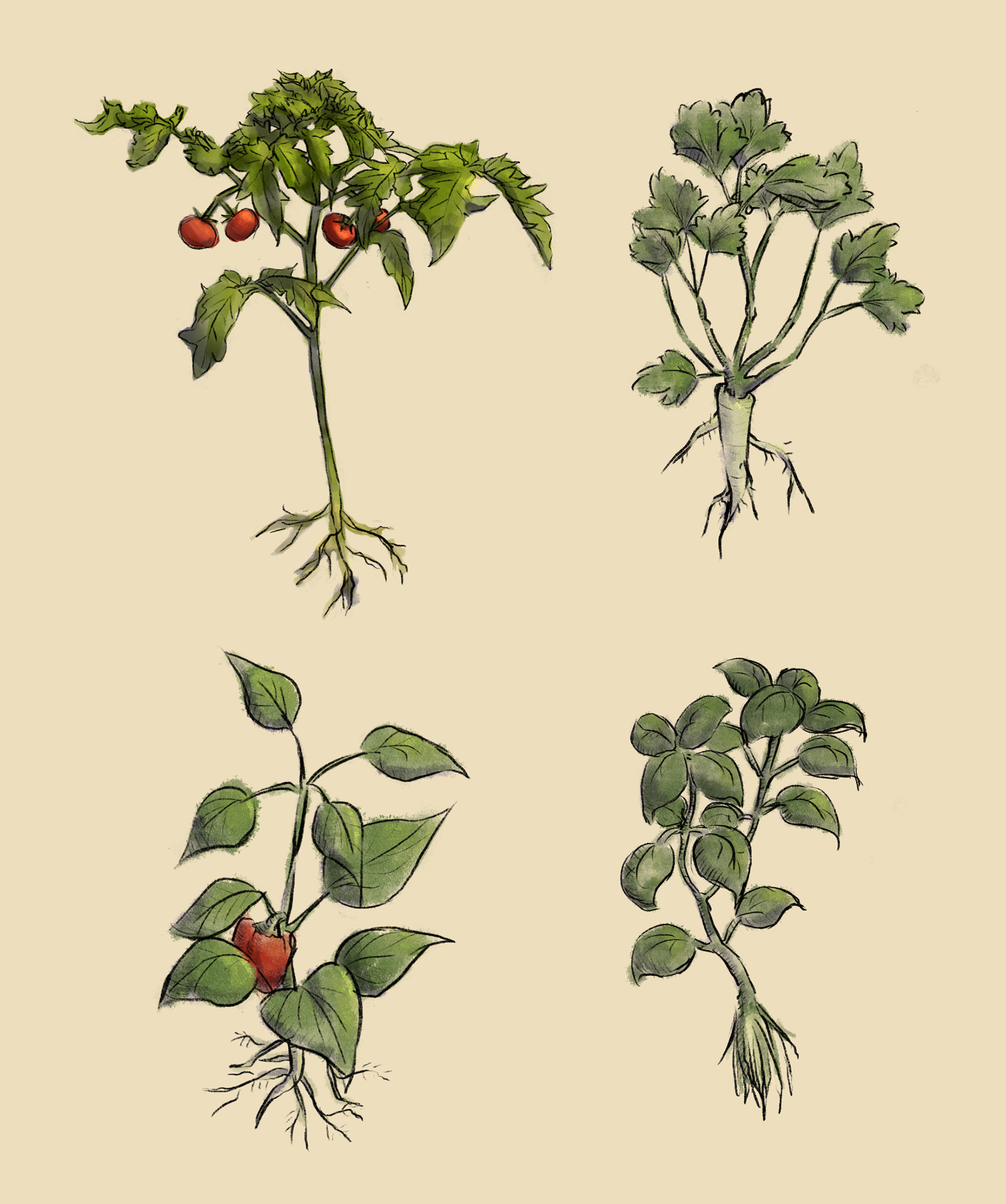Zeichnungen der Tomatenpflanze