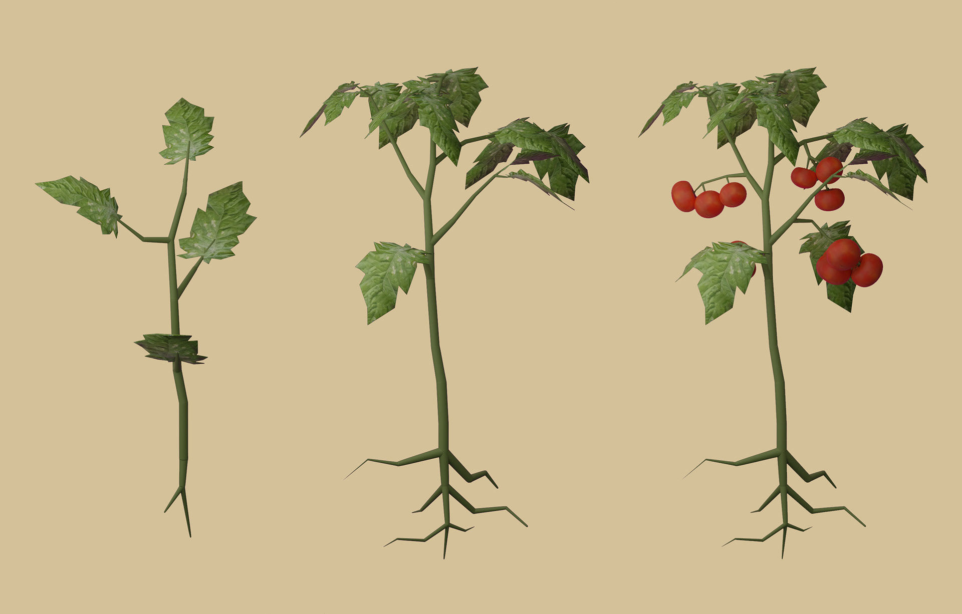 3D-Modelle der Tomatenpflanze
