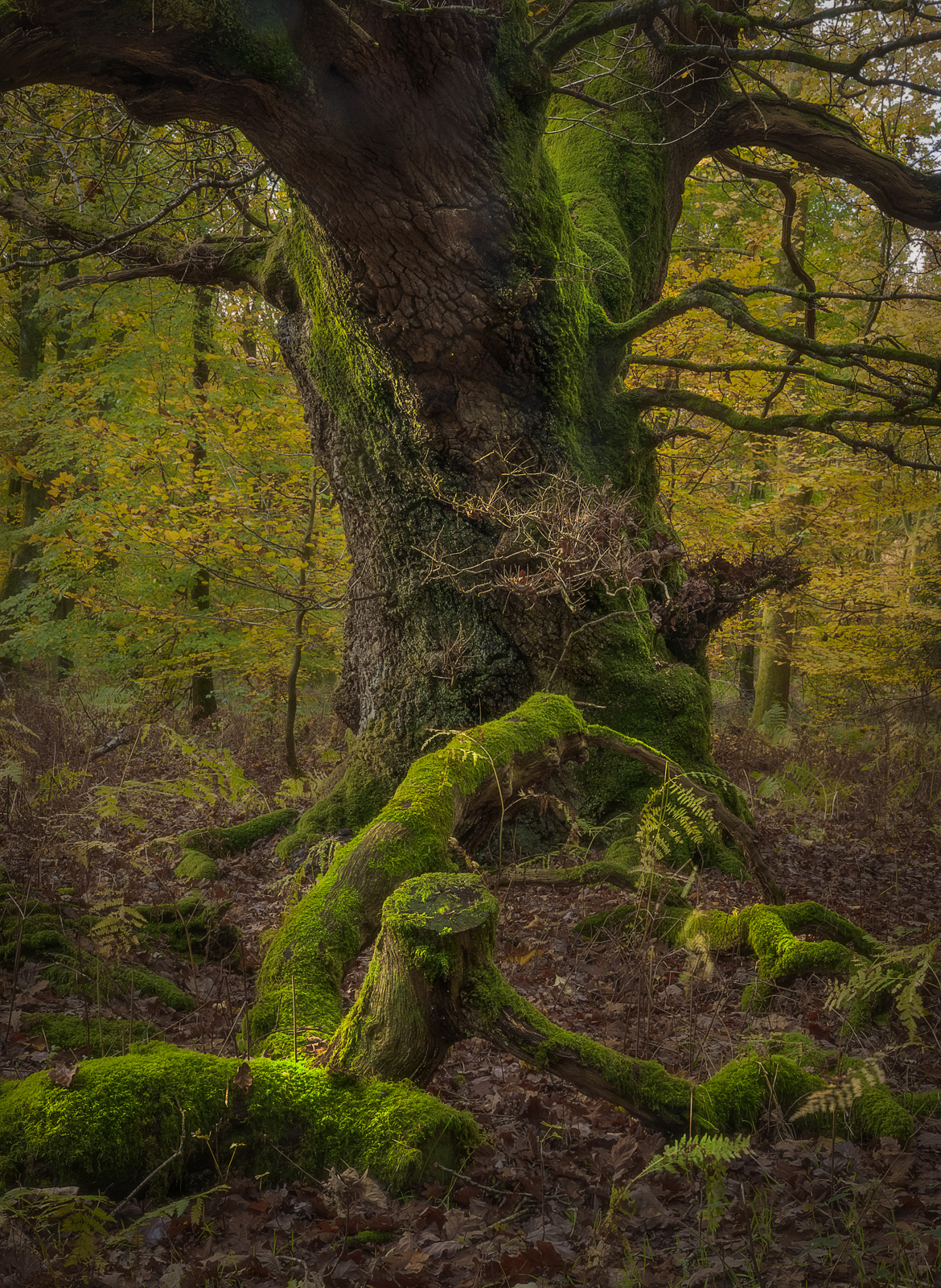 Fallen Boughs