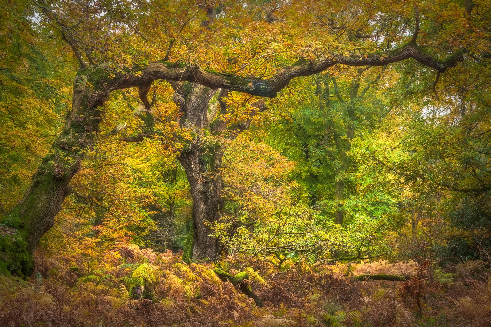 Autumn Arch