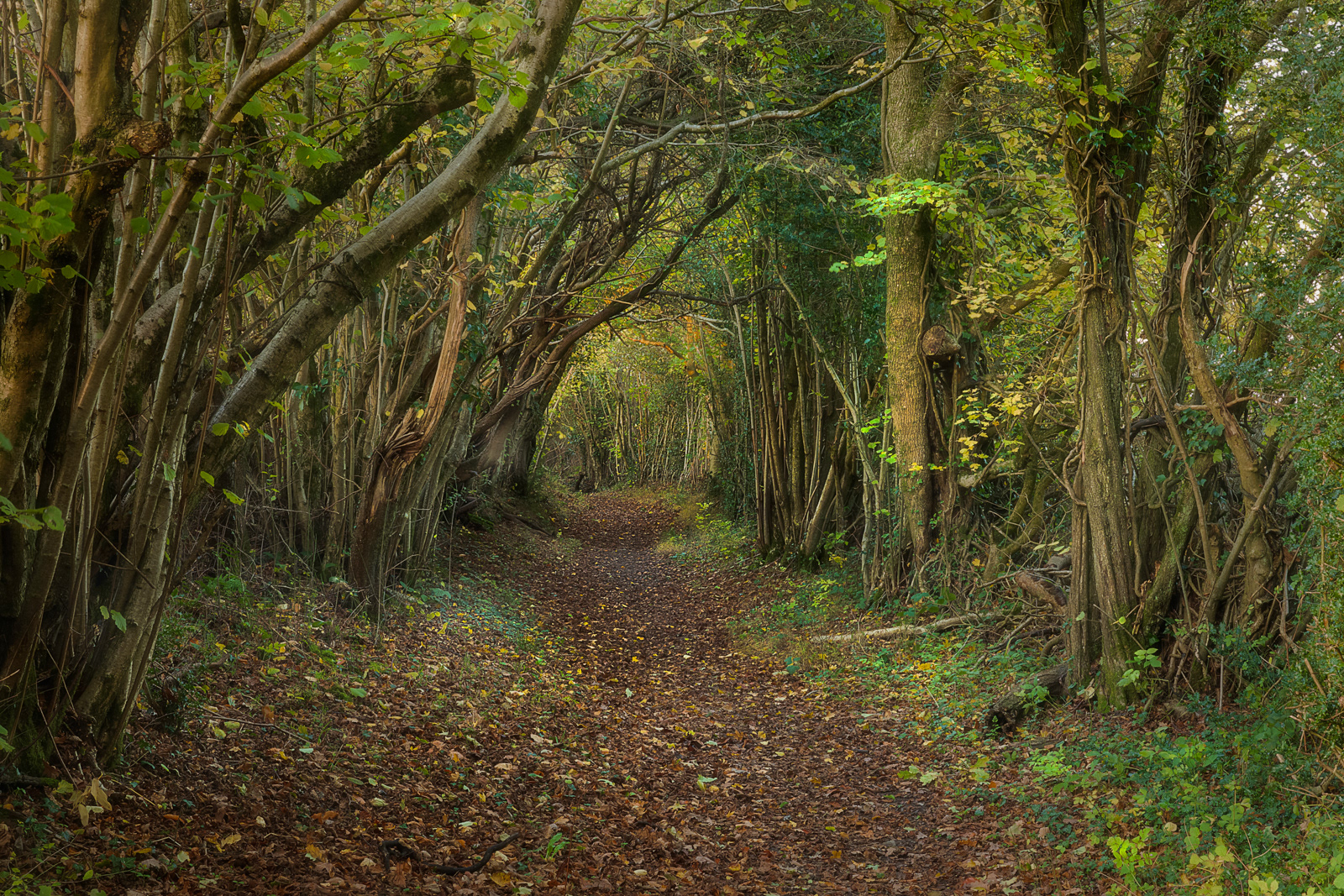 Tree Tunnel
