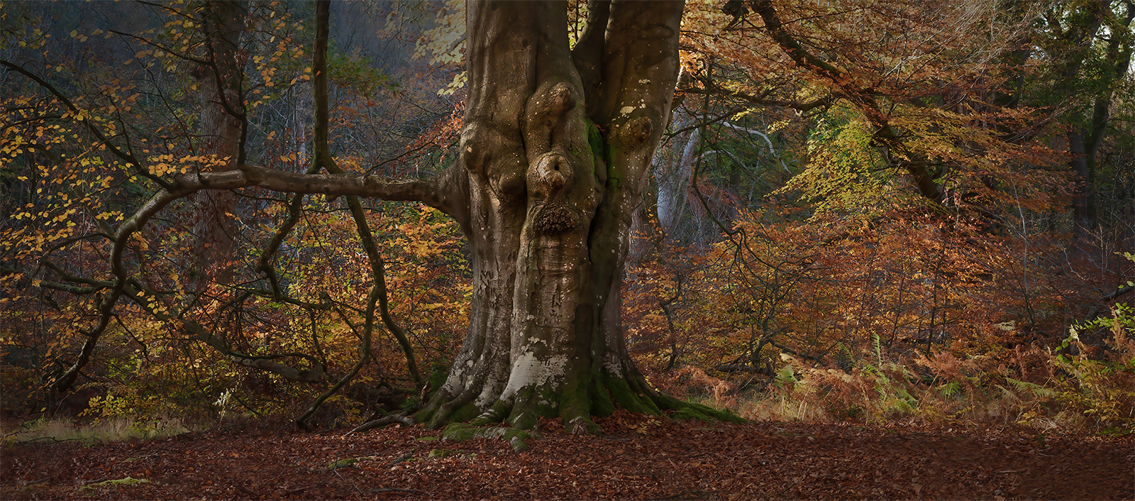 Old Man of the Woods