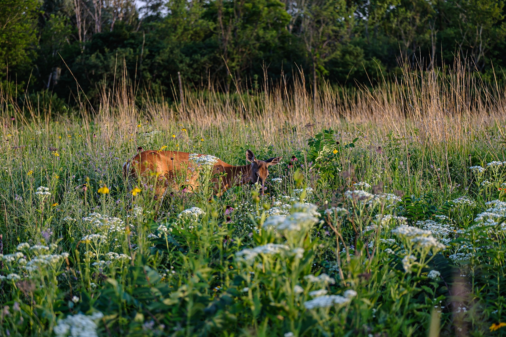 I captured images of this deer for 25 minutes at 30' apart
