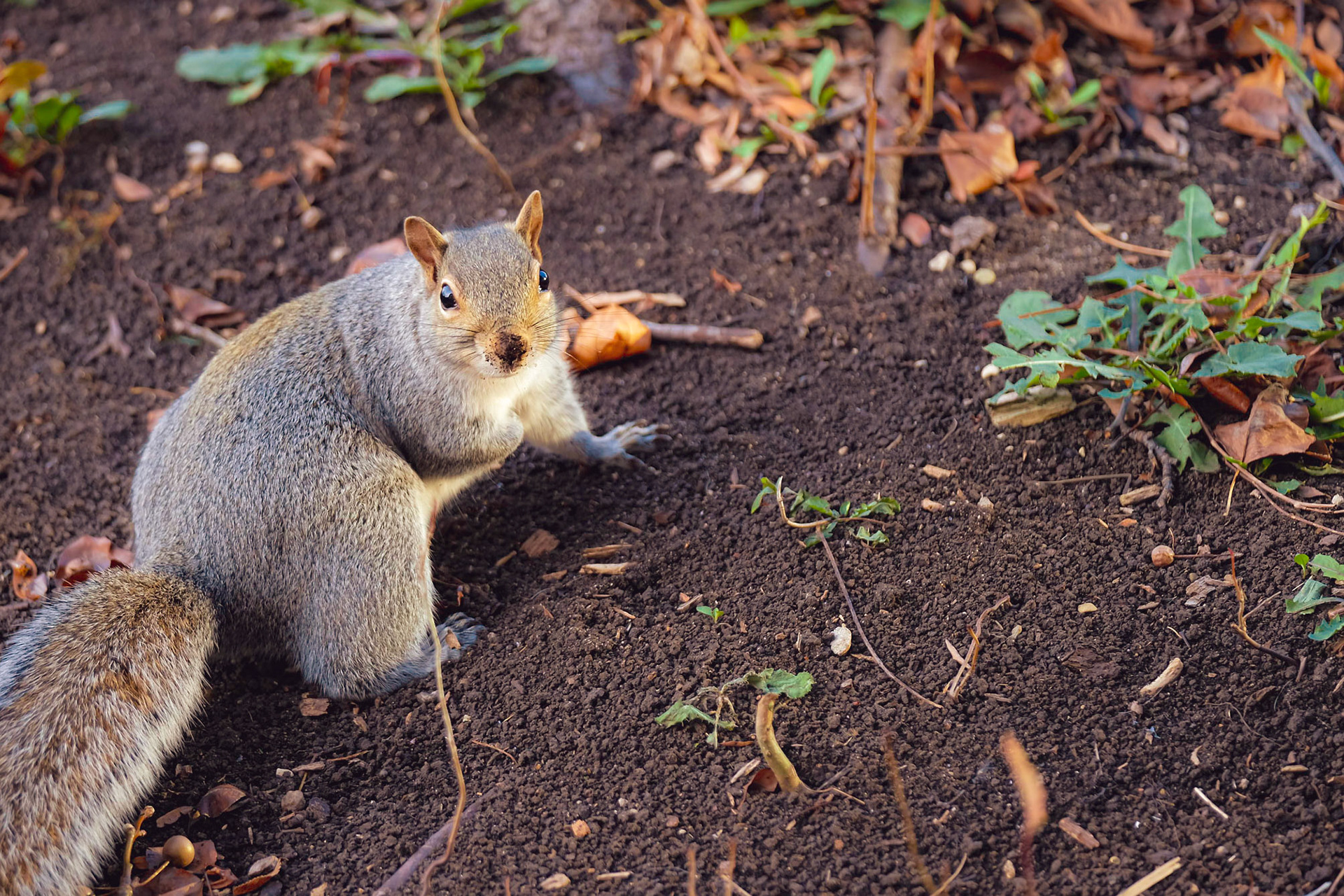 Squirrel posing