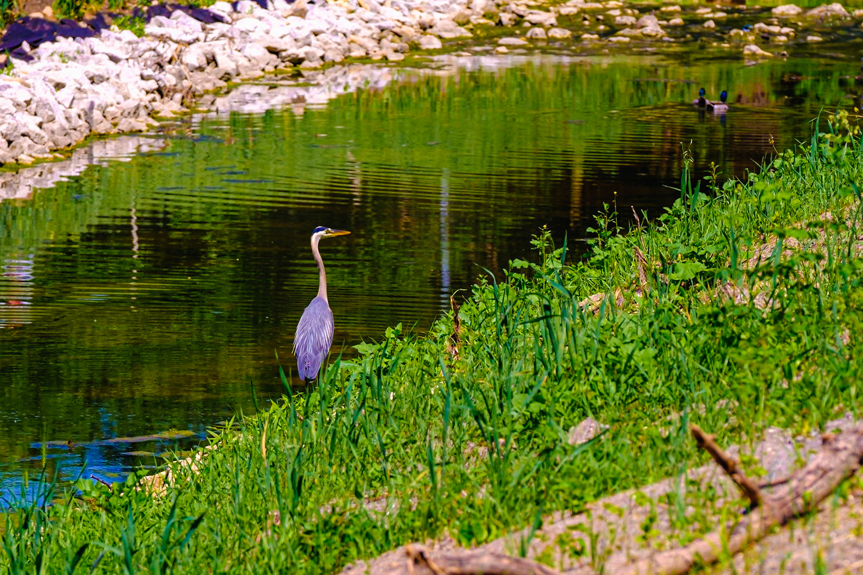 Blue Heron in Woodridge creek