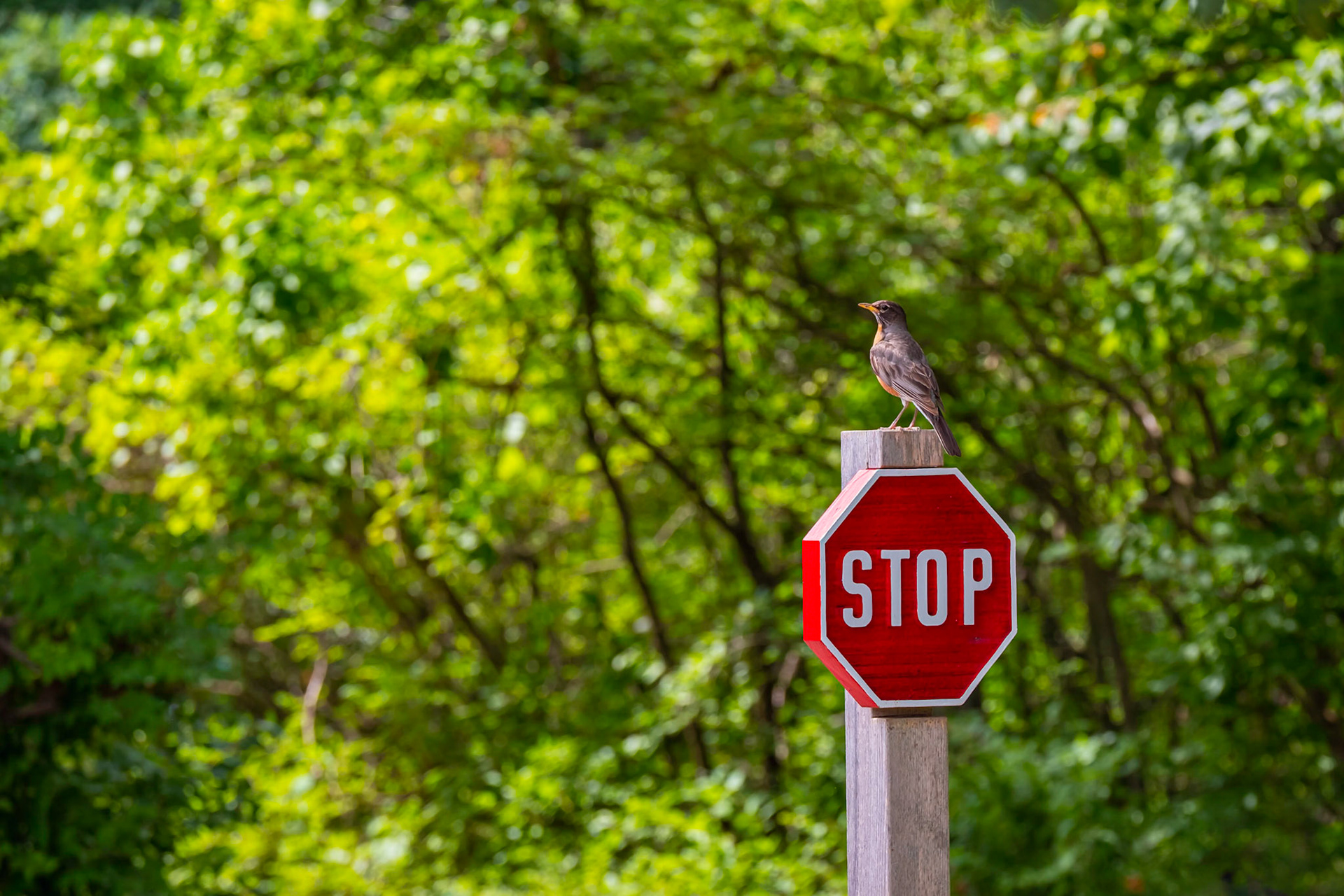 If we all follow the rules