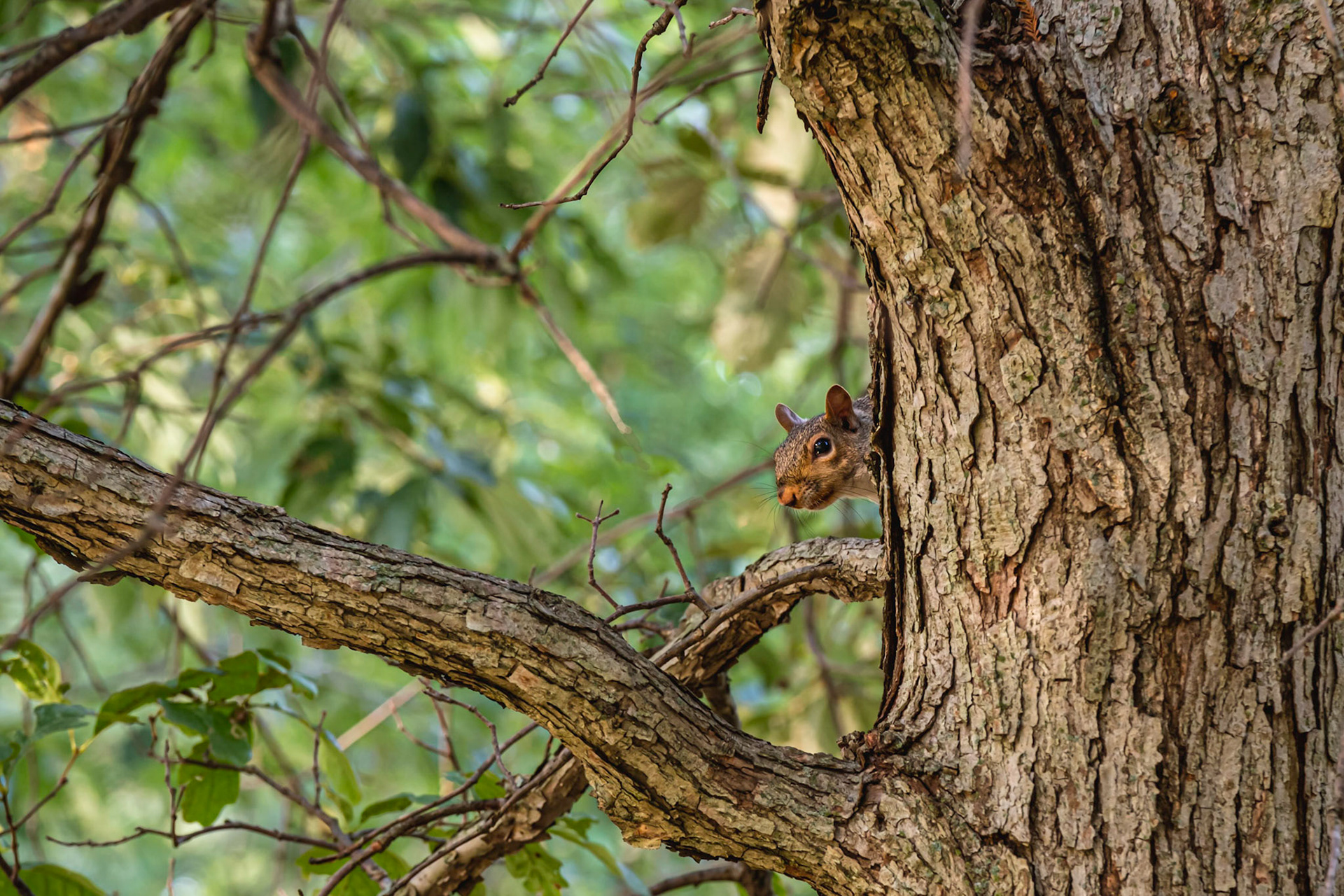 Peek a boo with a photographer