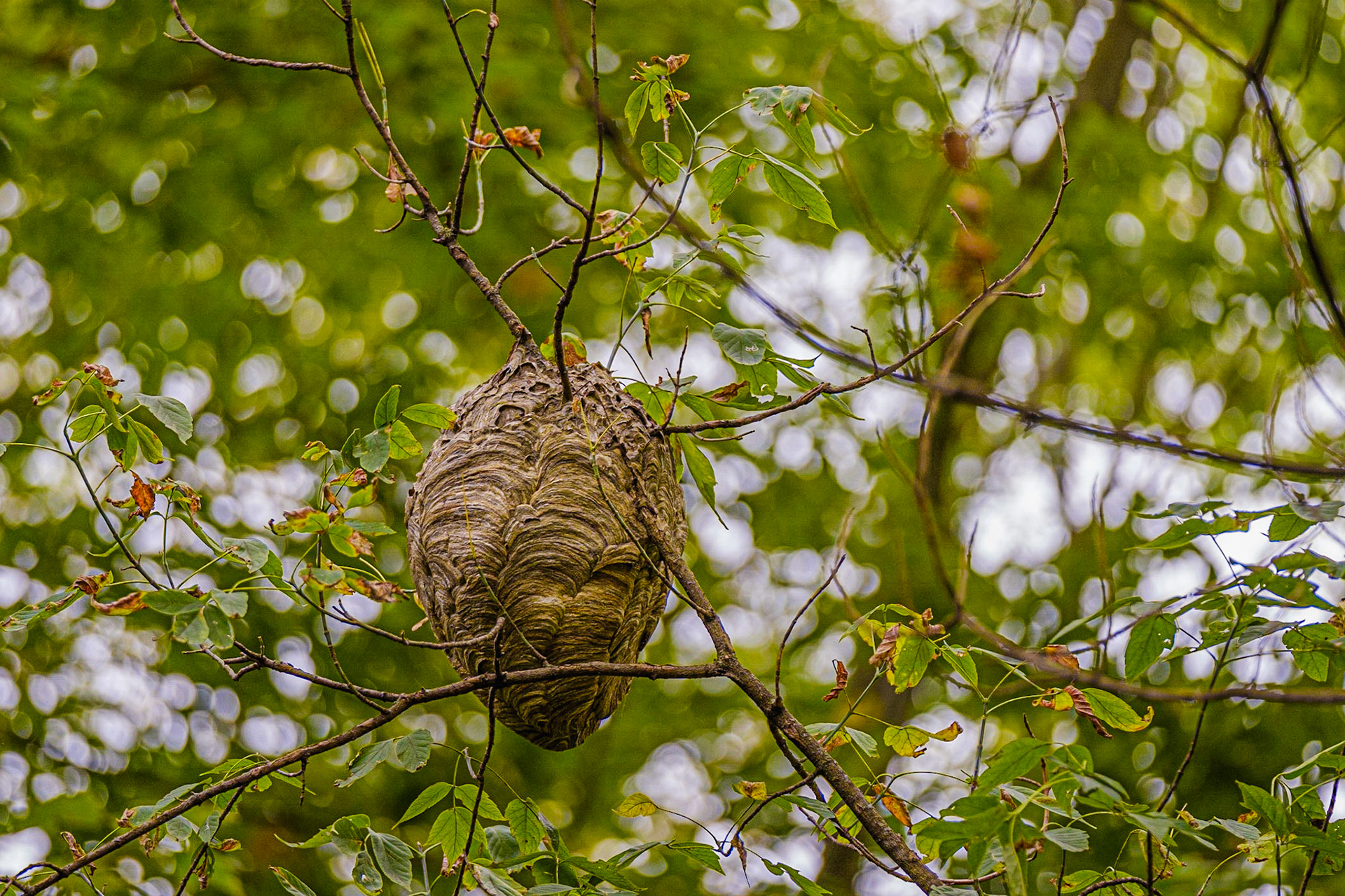 Hornets nest