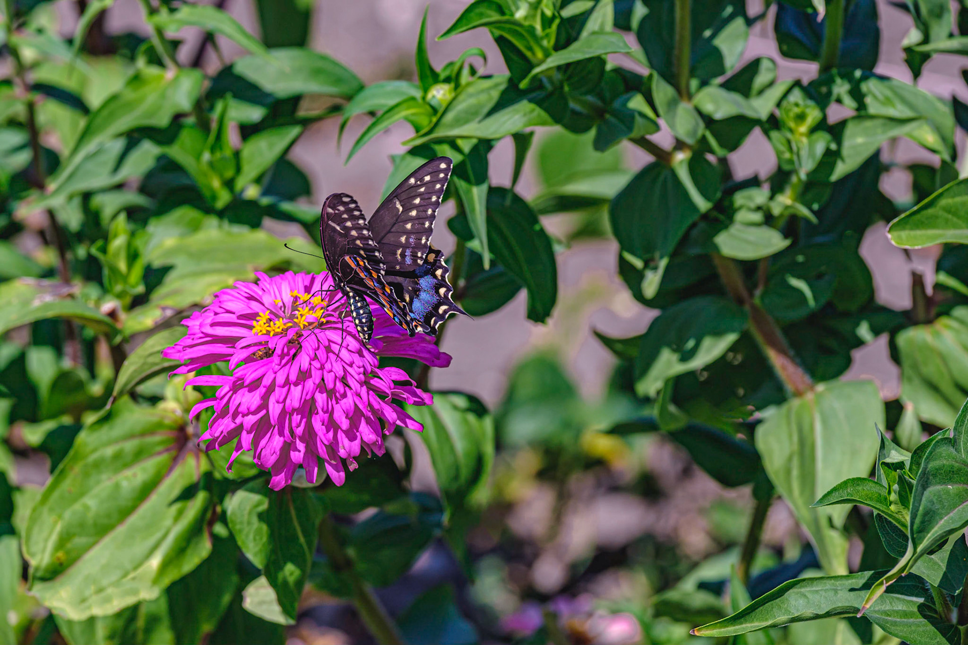 DG Library butterfly garden
