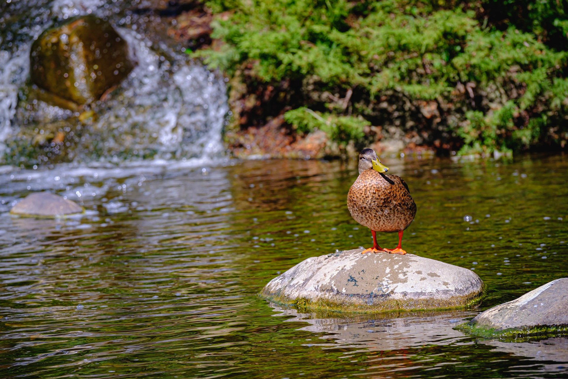 DeNiro Duck impersonation - You talkin to me?