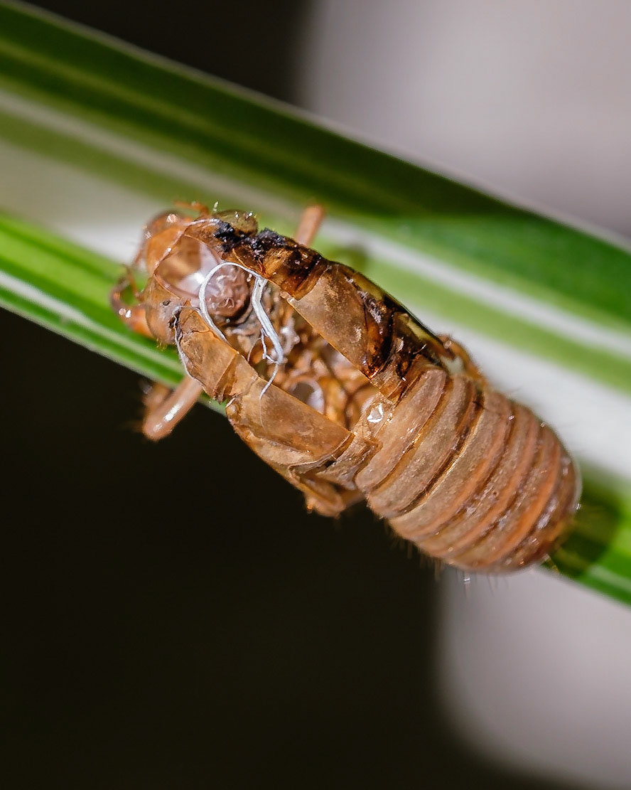 Ekto skeleton of Cicada