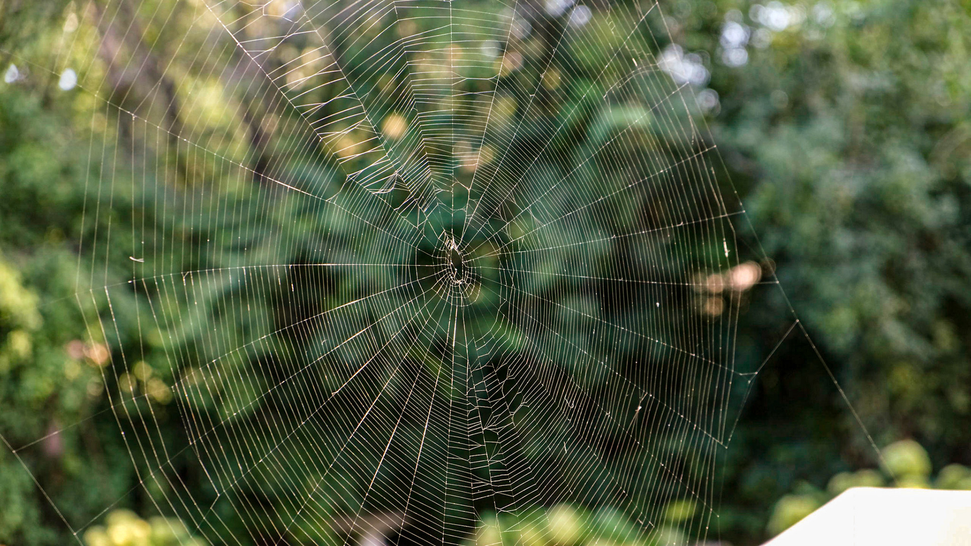 This web was built overnight.