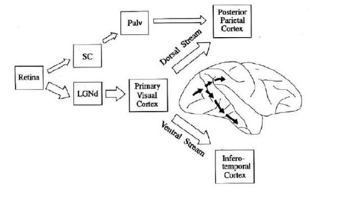 Retinal Path (Eberhard)