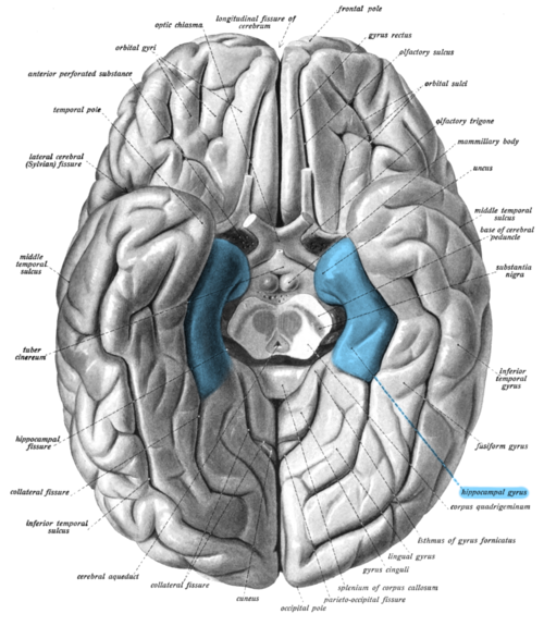 Parahippocampal gyrus highlighted in blue (Wikipedia)
