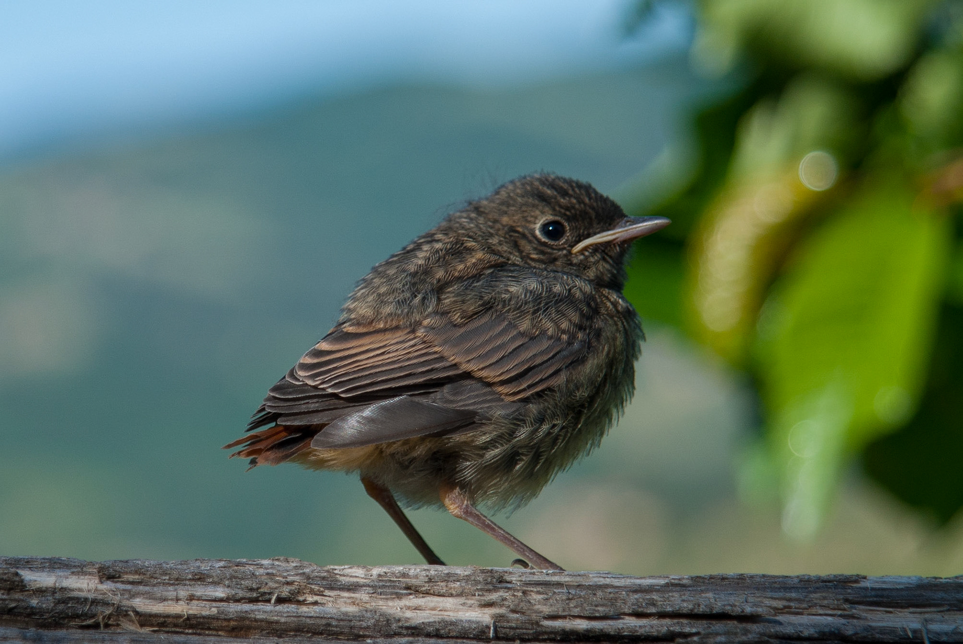 Vogel