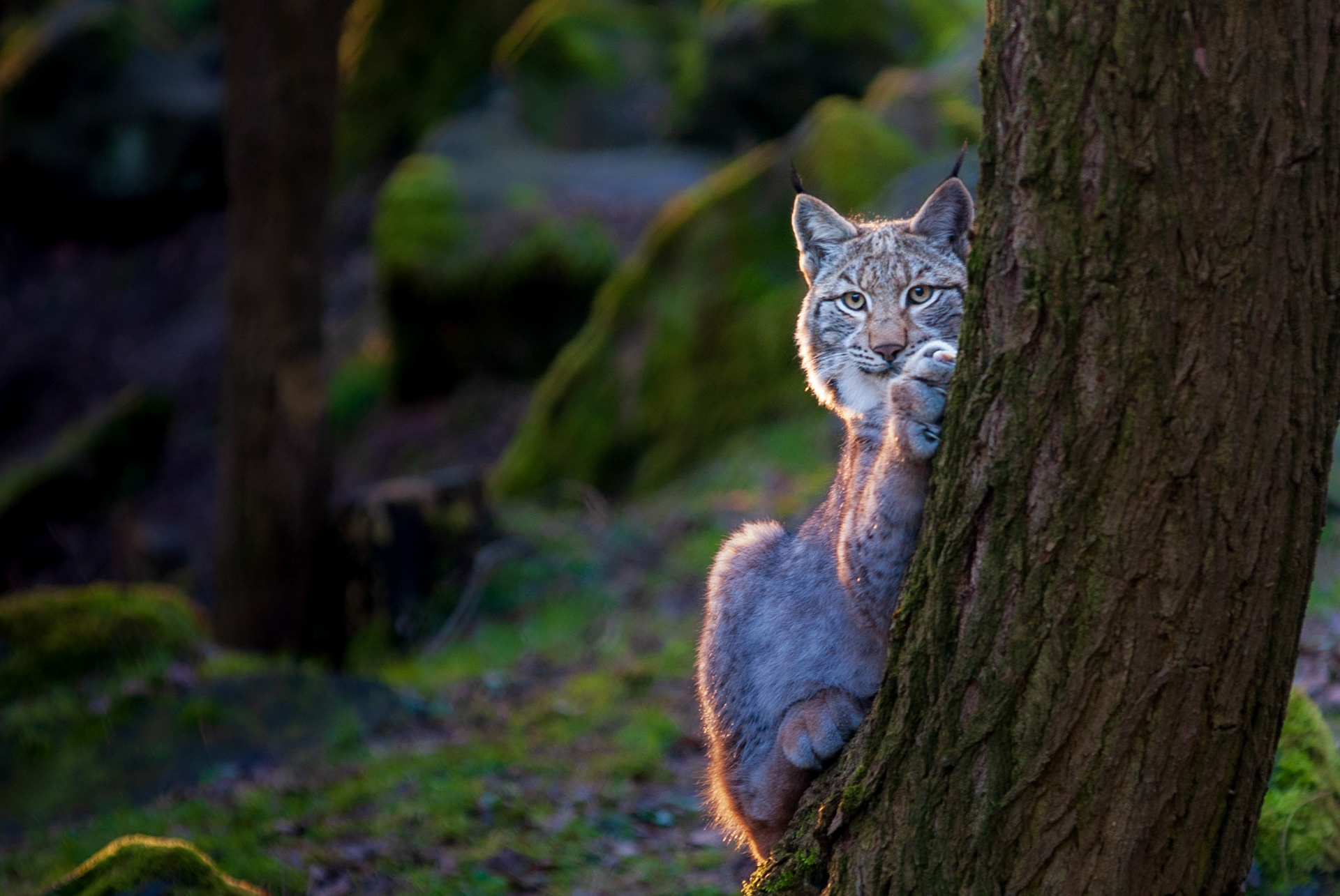 Luchs
