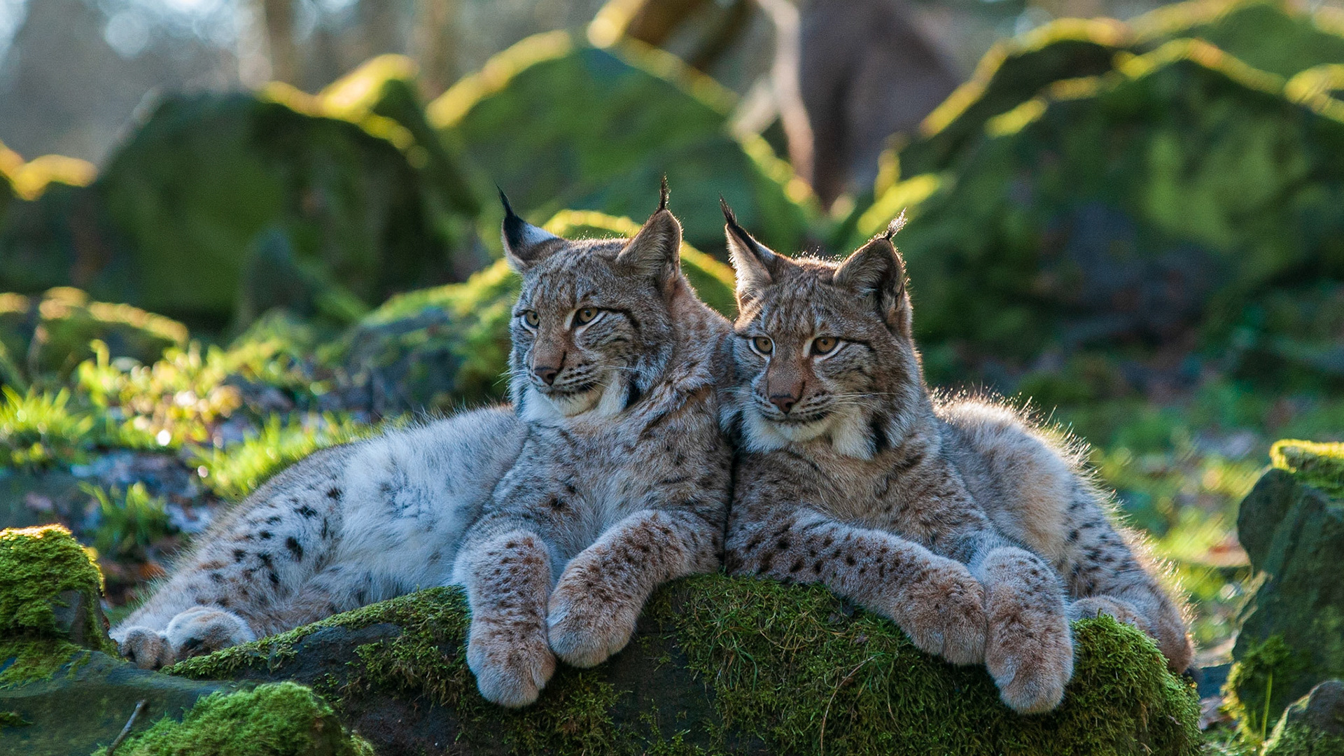 Luchs
