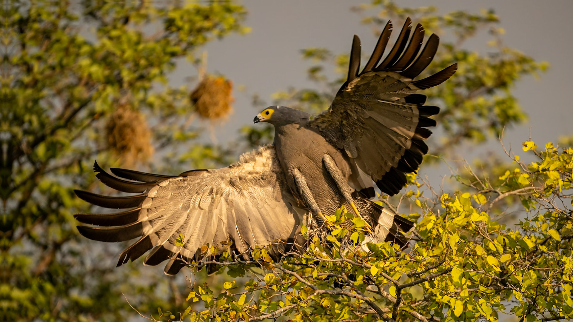 Höhlenweihe (Polyboroides typus), Eng.: African Harrier-Hawk