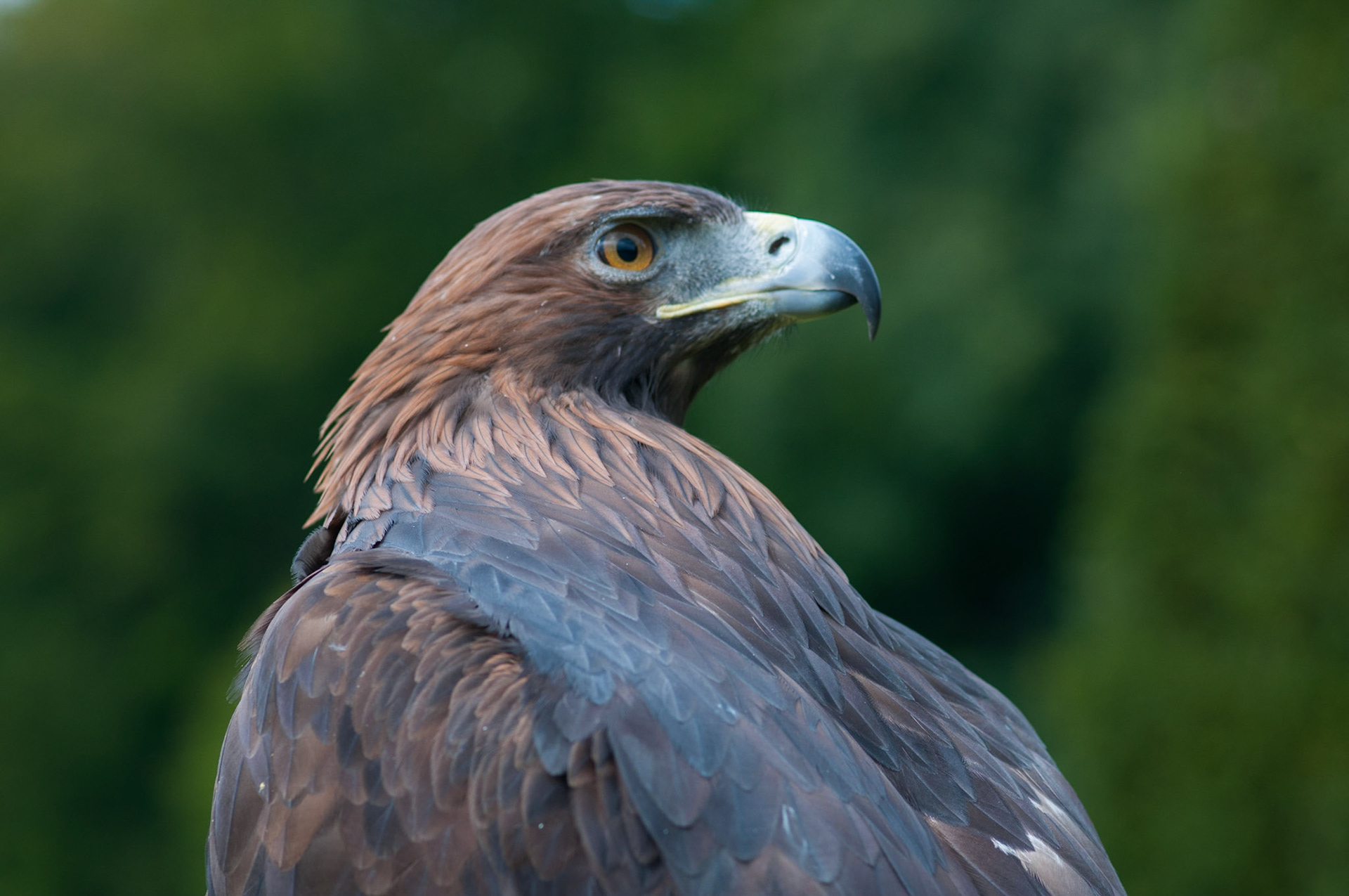 Adler