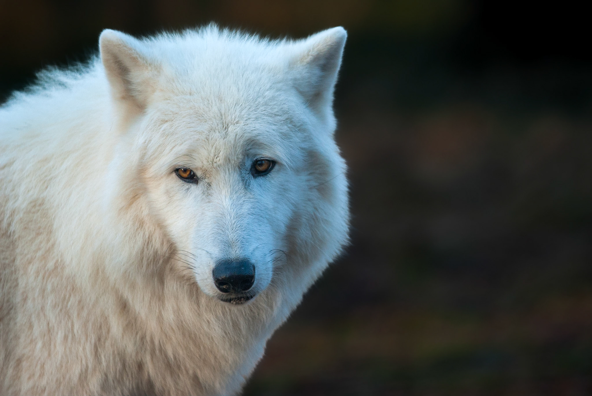 Polarwolf