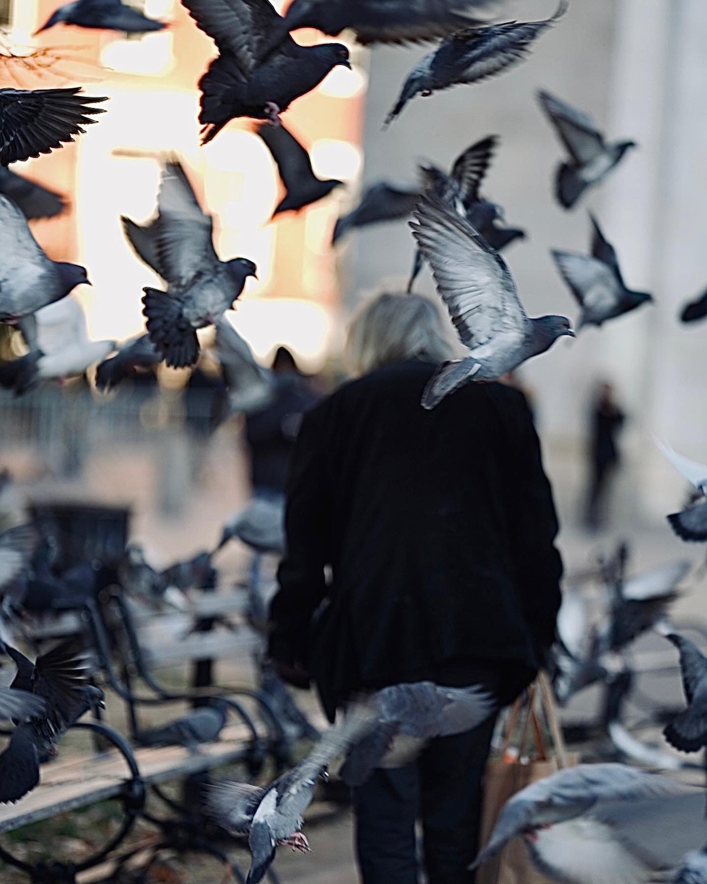 Pigeon Fancier, New York, NYC