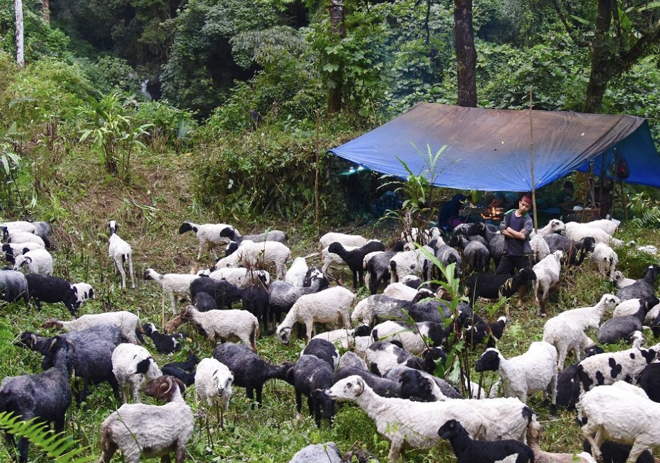 One of the last few sheep herds of West Sikkim [ Jonathan Duncan]