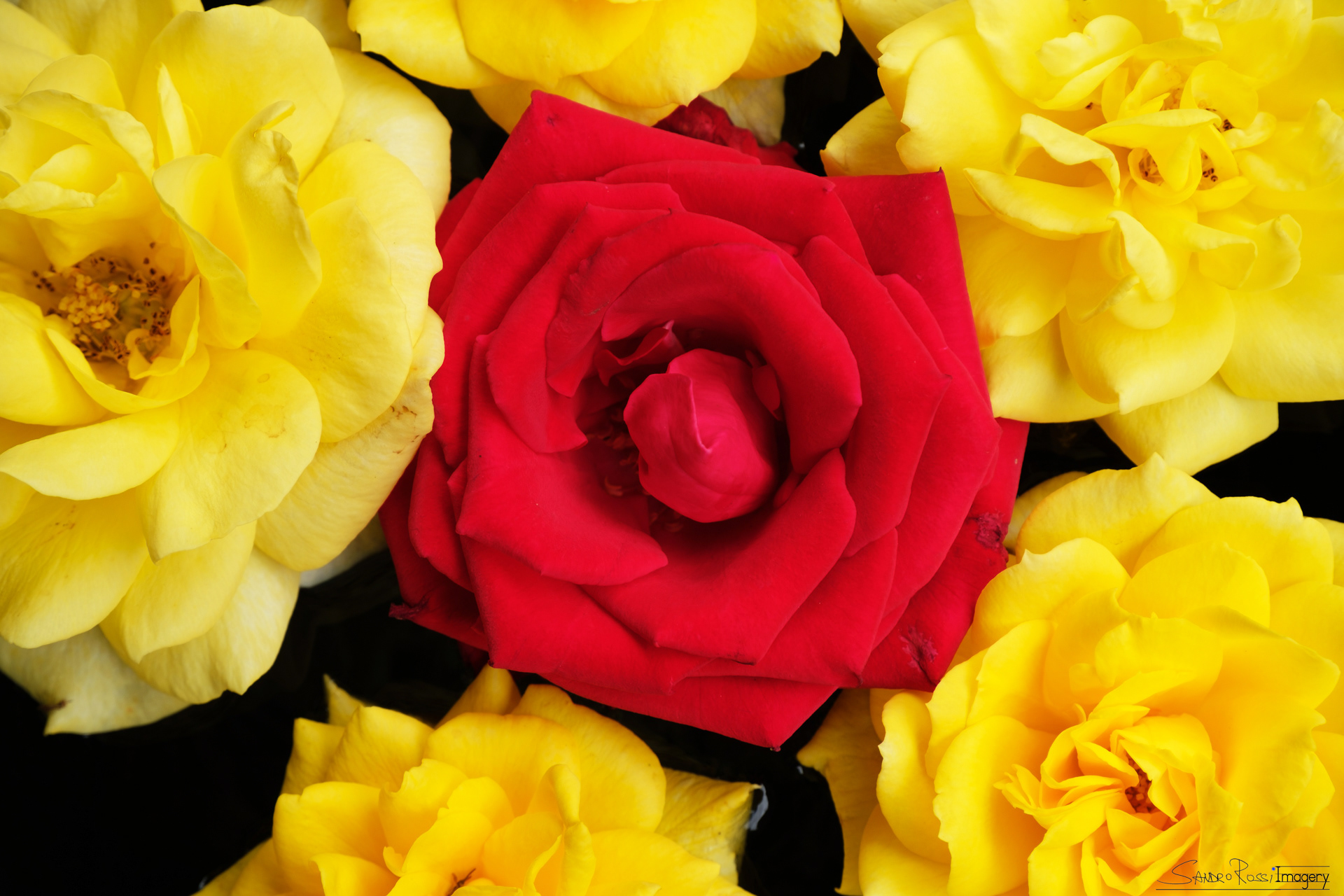 Yellow and Red Roses