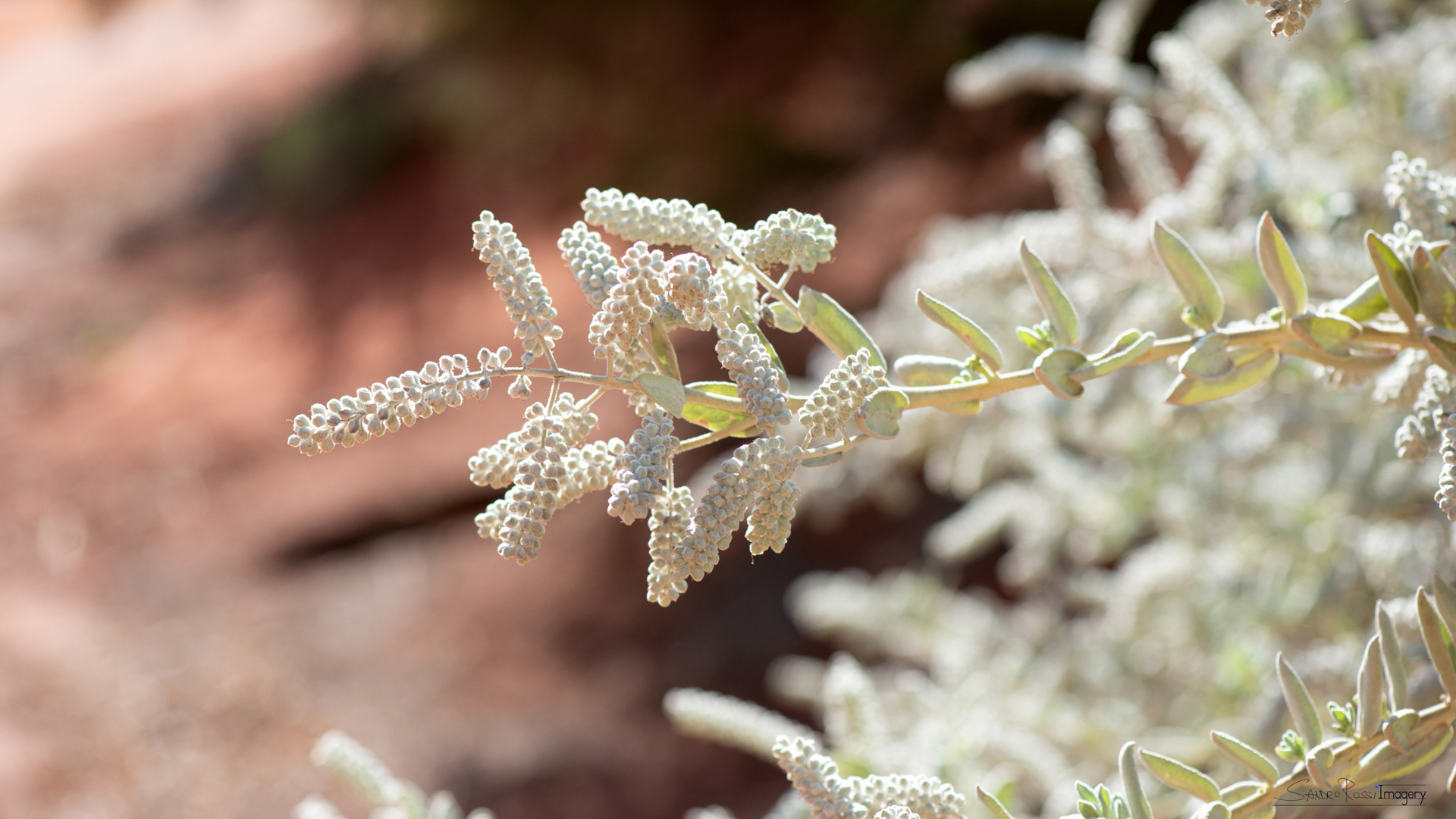 Lavender Cotton Plant
