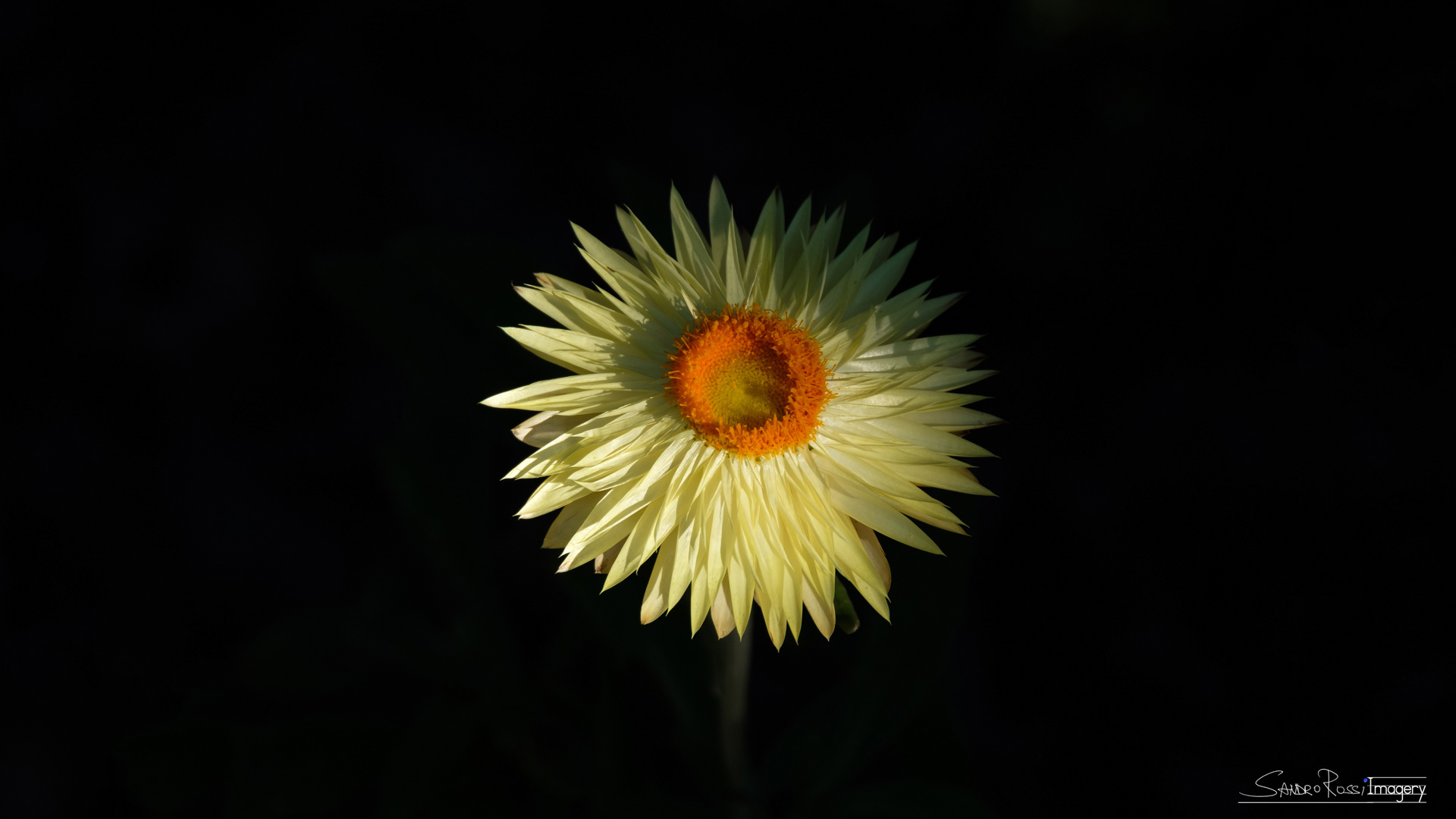 Floreo I