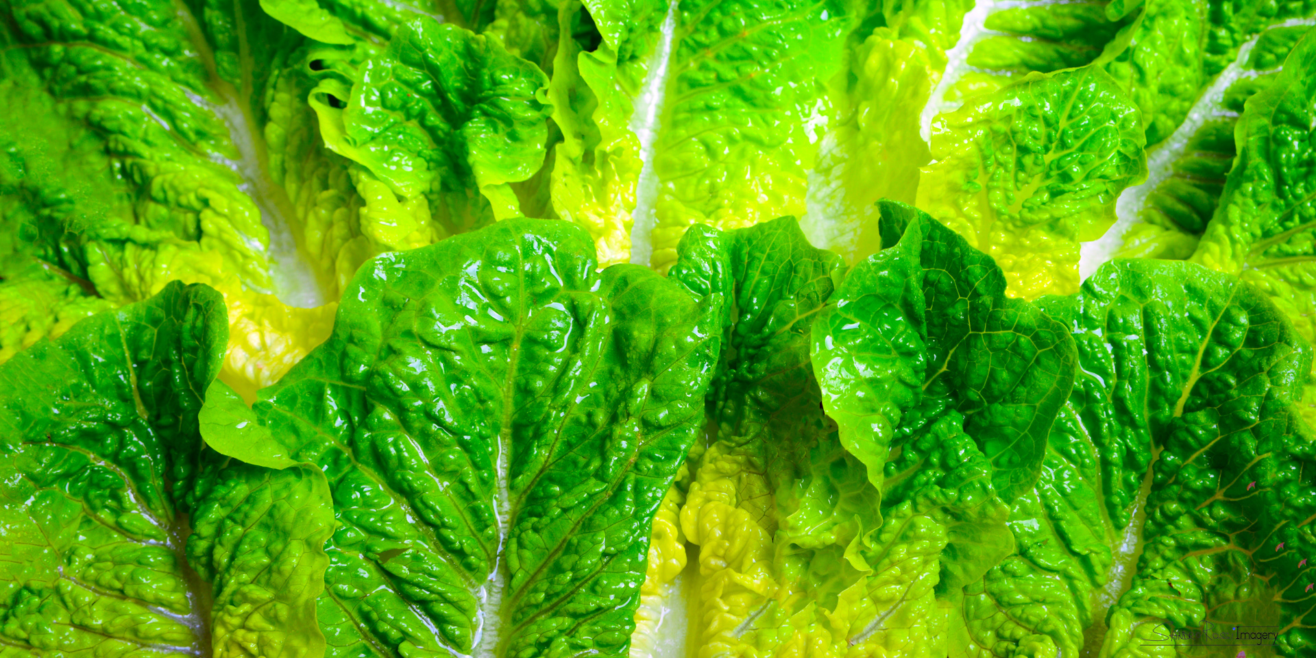 LettuceScape