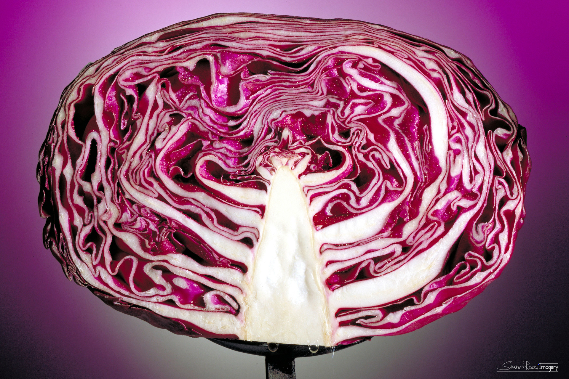 Cabbage