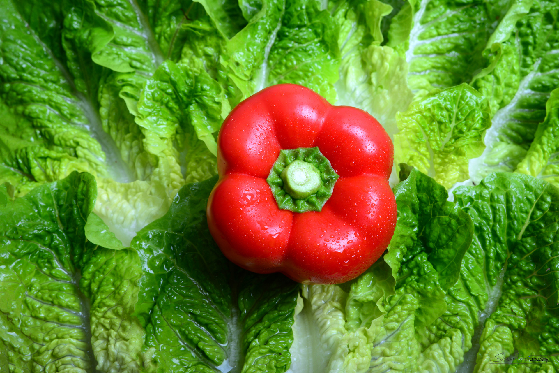 Red Capsicum