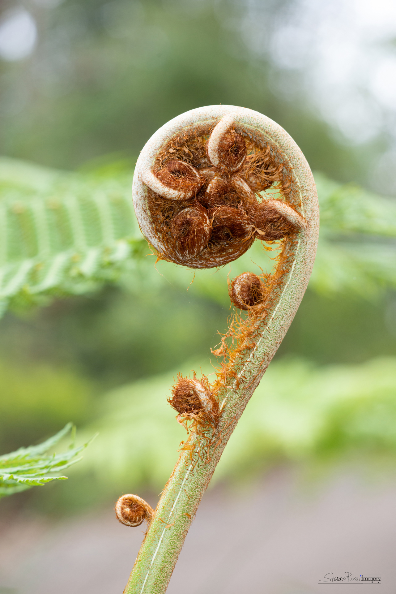 Elephant Fern