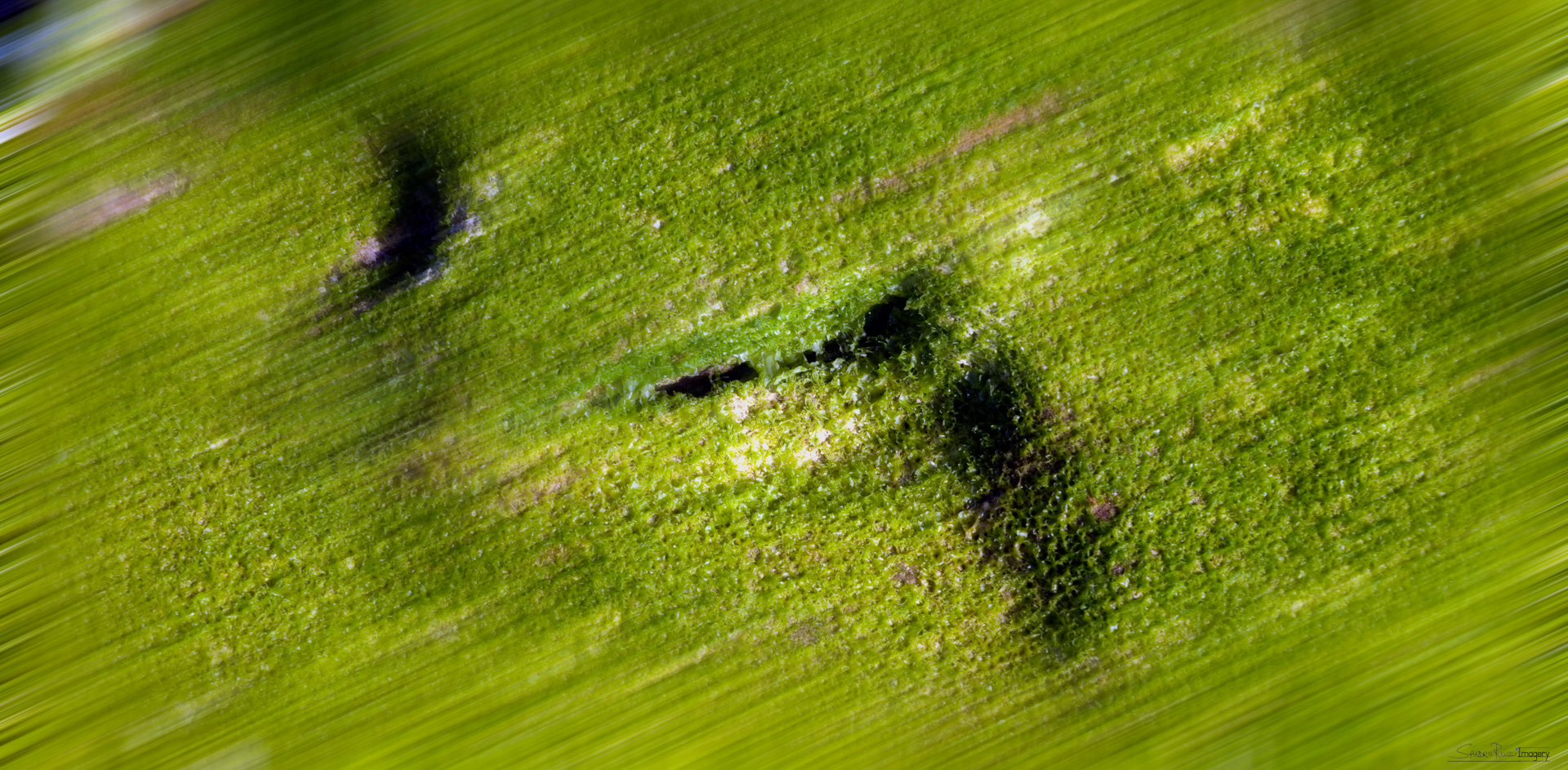 Virdis Actus