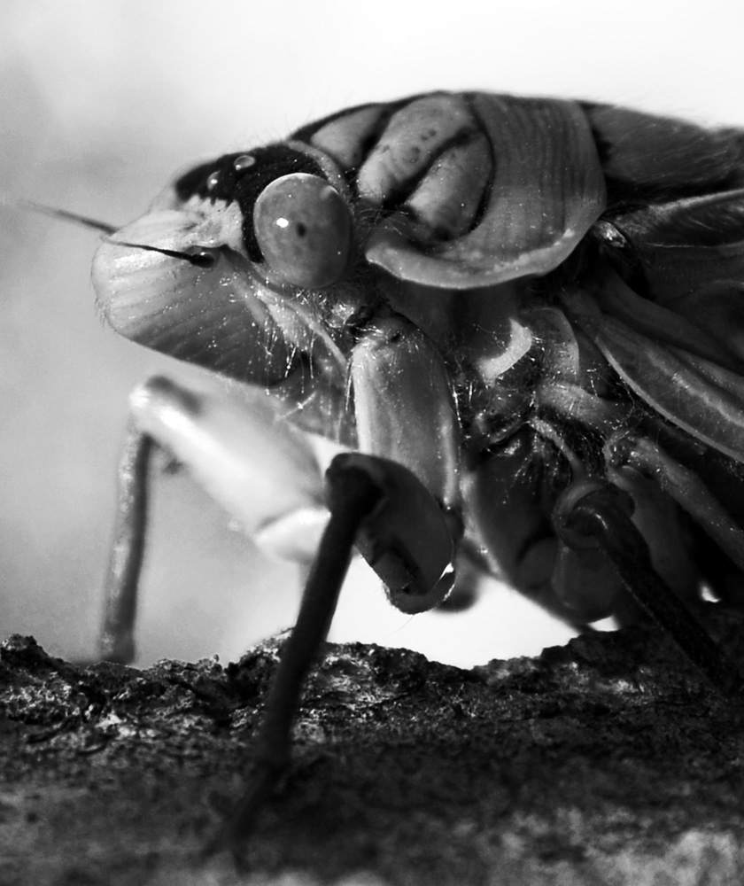 Cicada