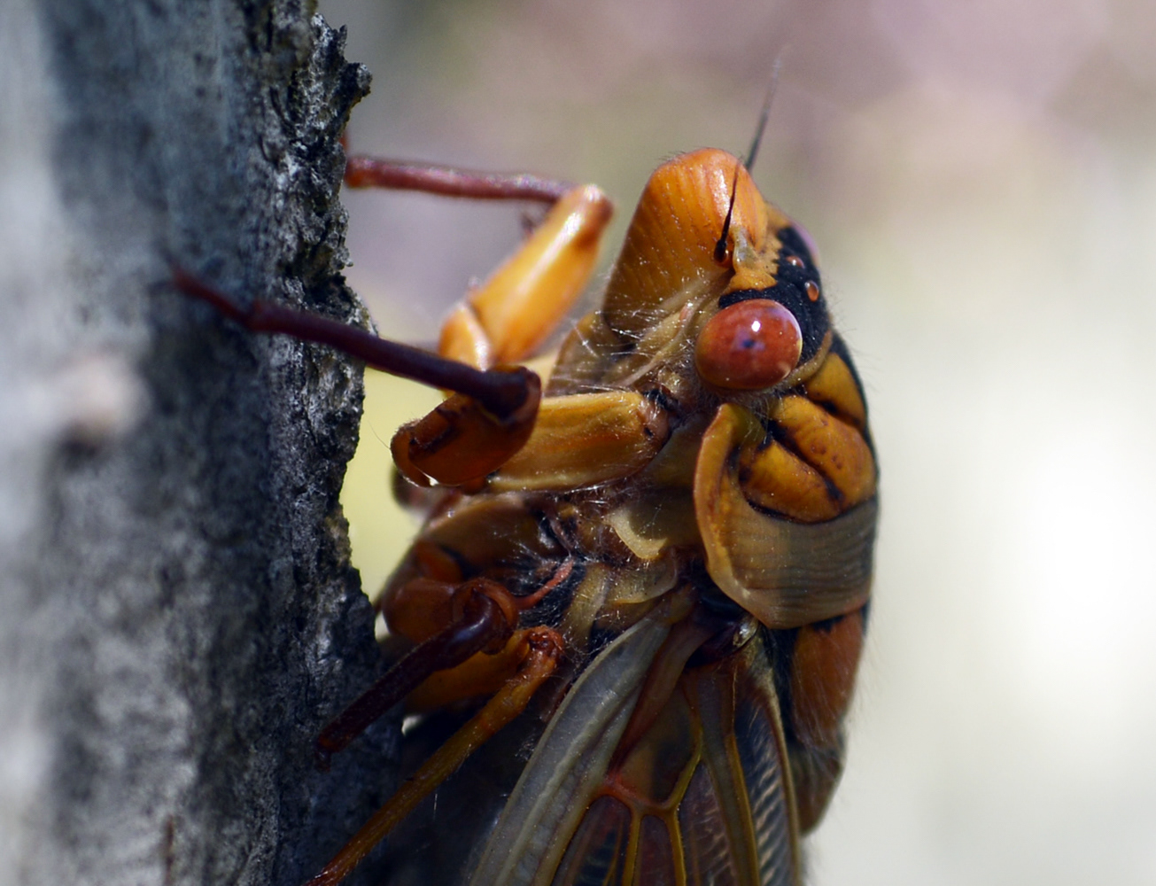 Cicada