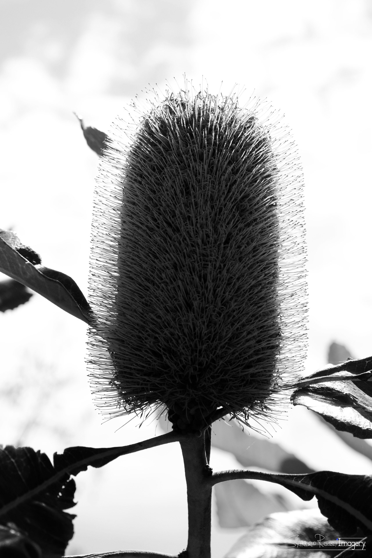 Cutleaf Teasel