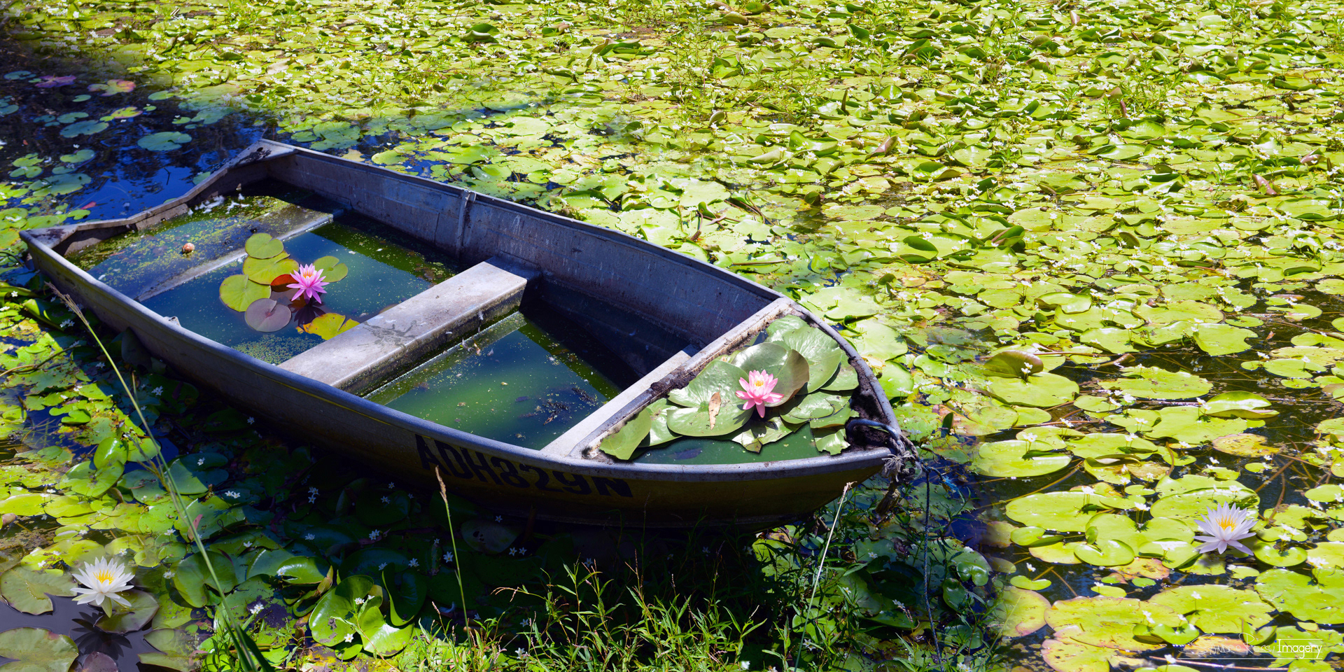 WaterLily Wonder