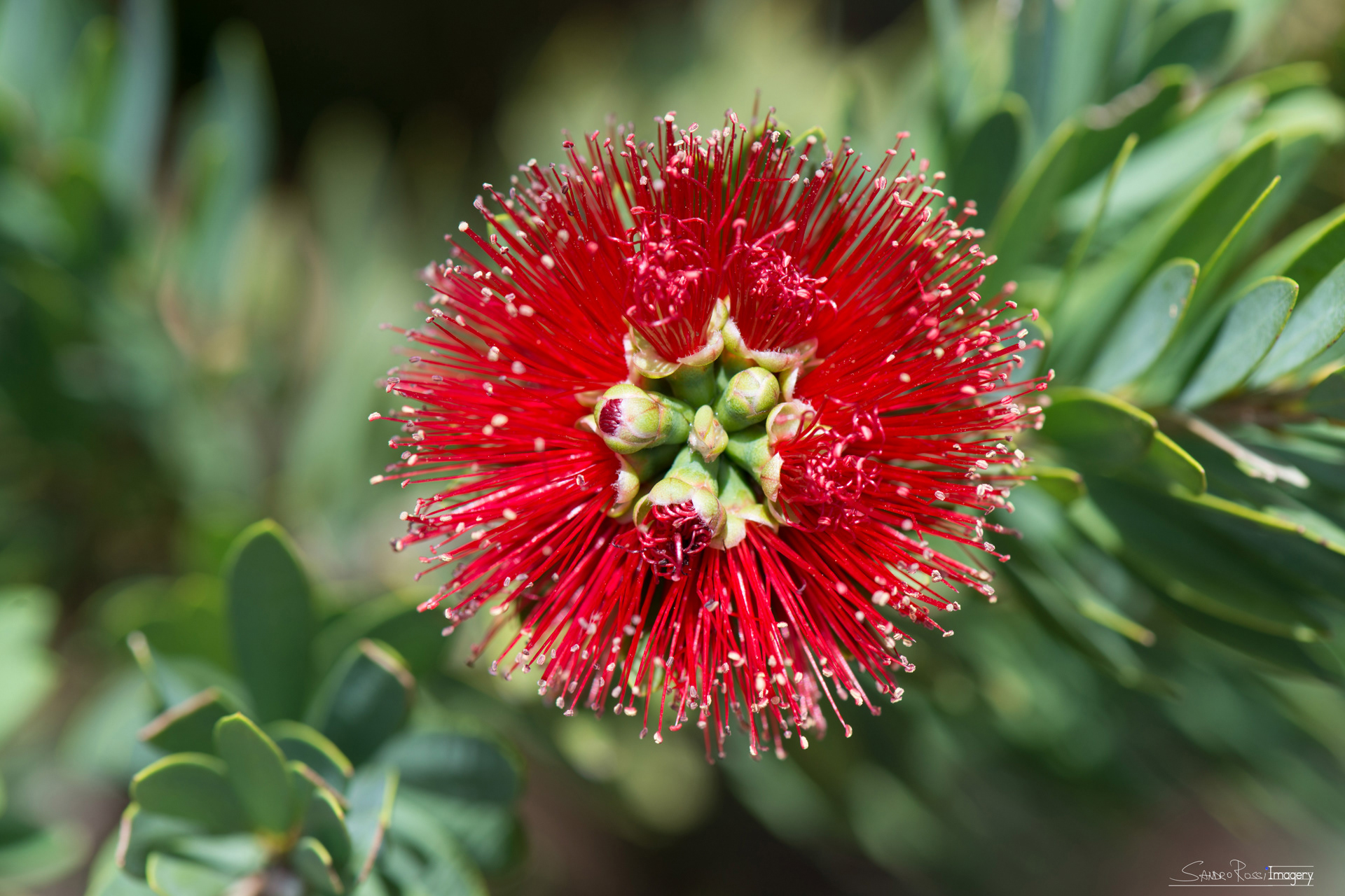Red Centre Bottle Brush