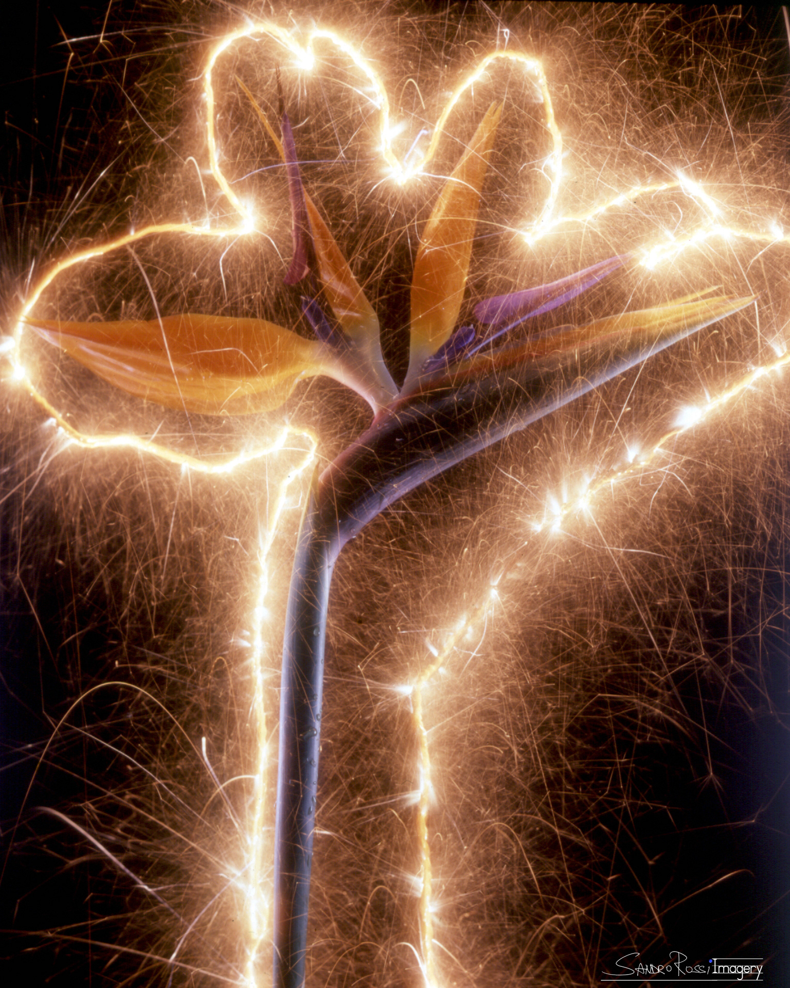 Electric Flora