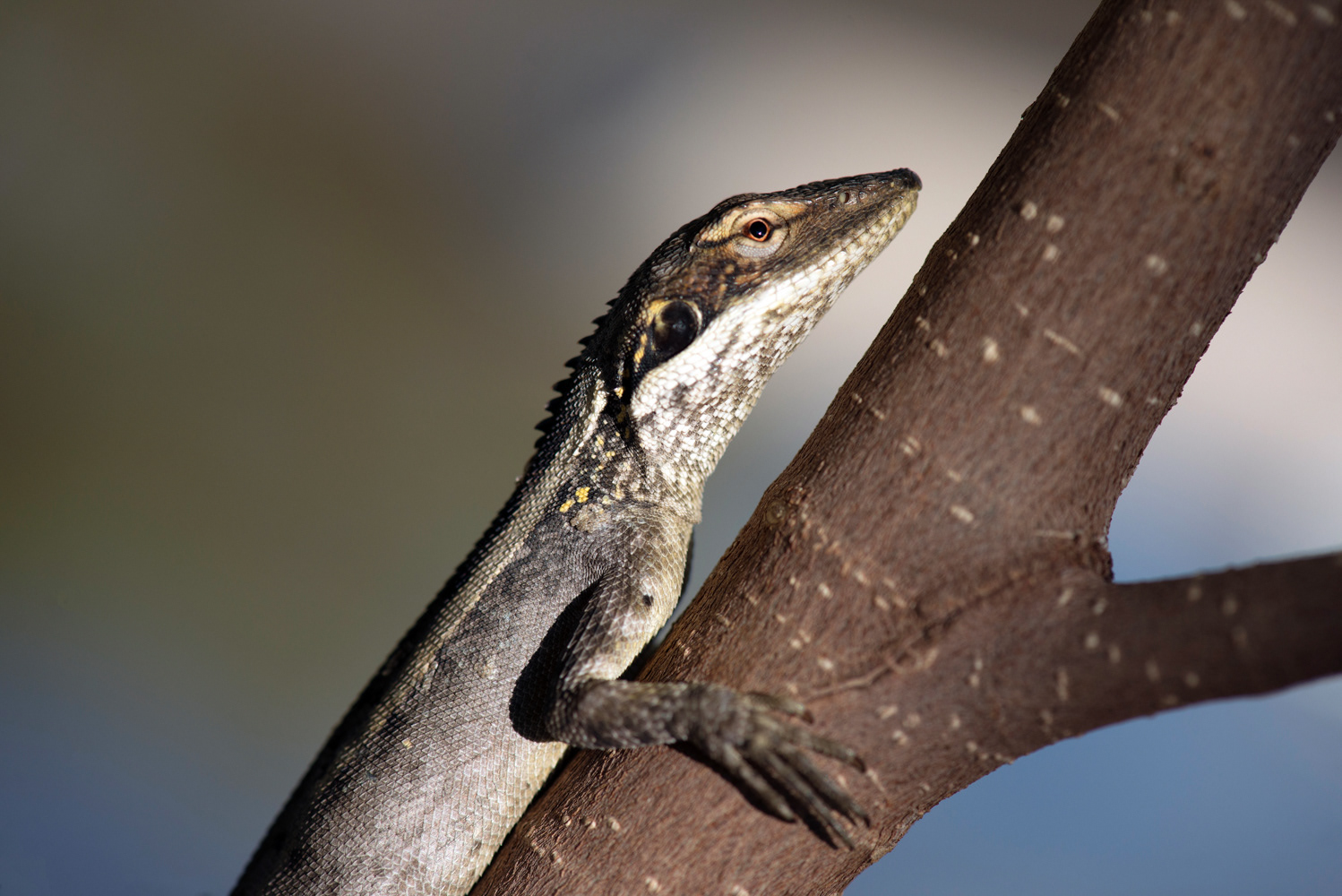 Dragon Lizard of Red Desert