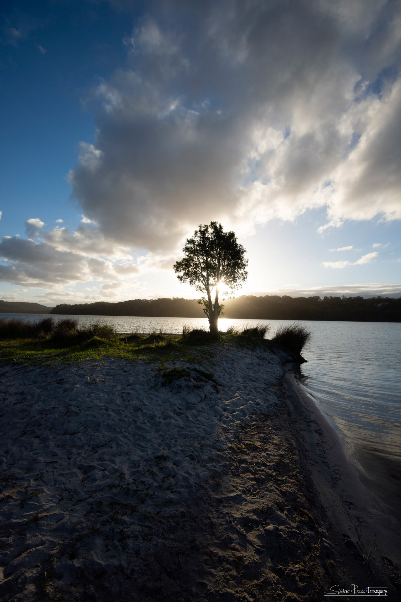 Solitary Tree of Smiths Lake