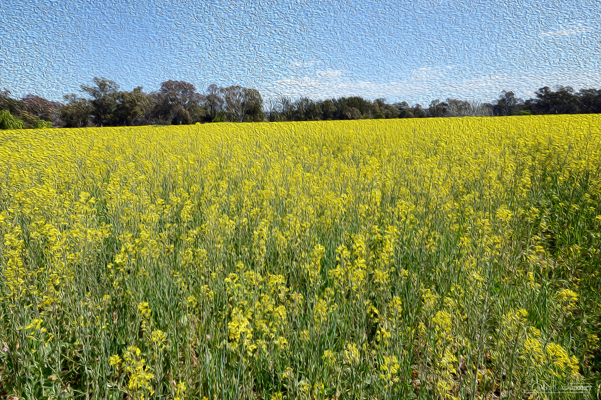 Black Mustard Yellow - Oil