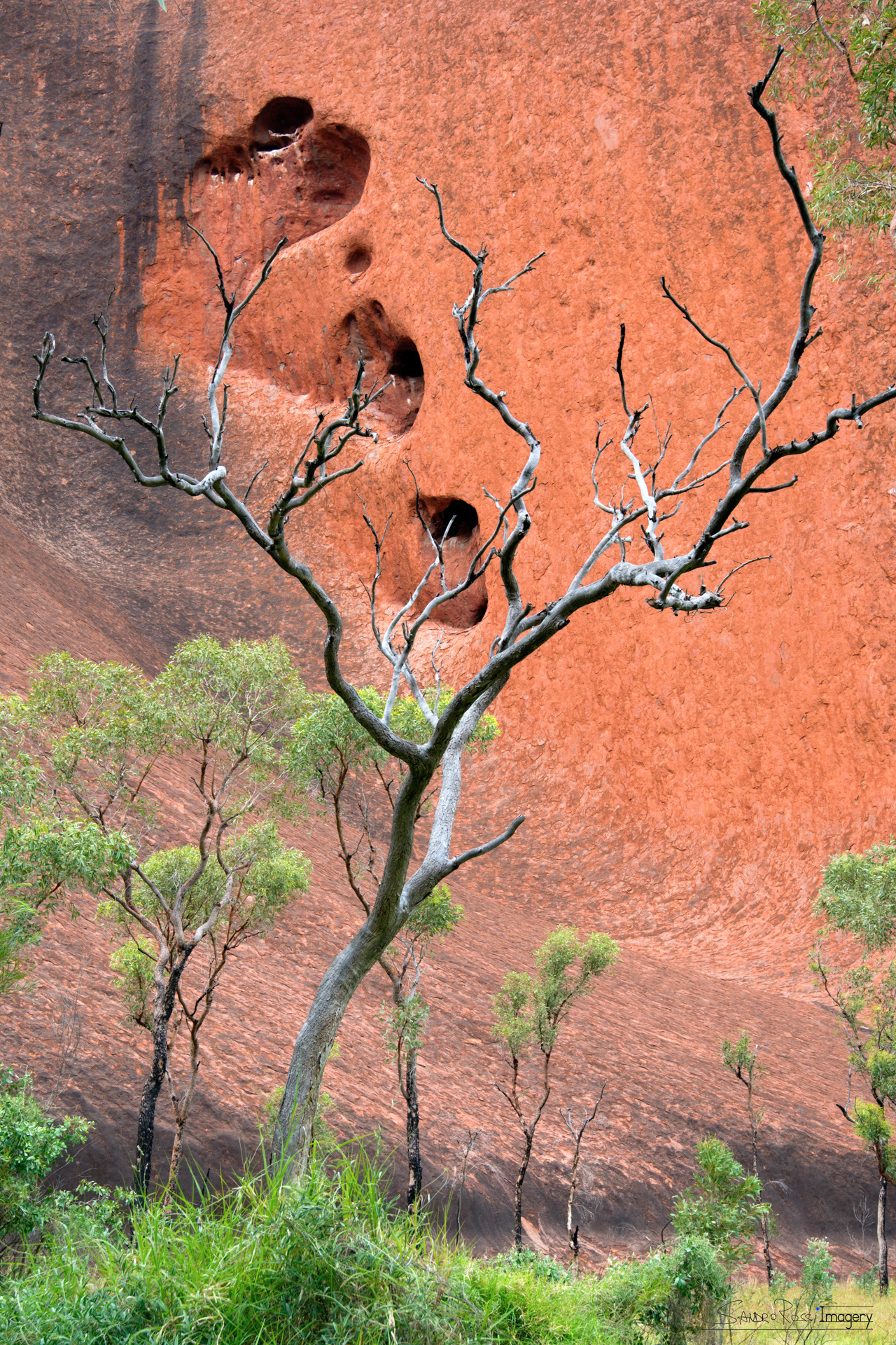 Uluru Dry Tree