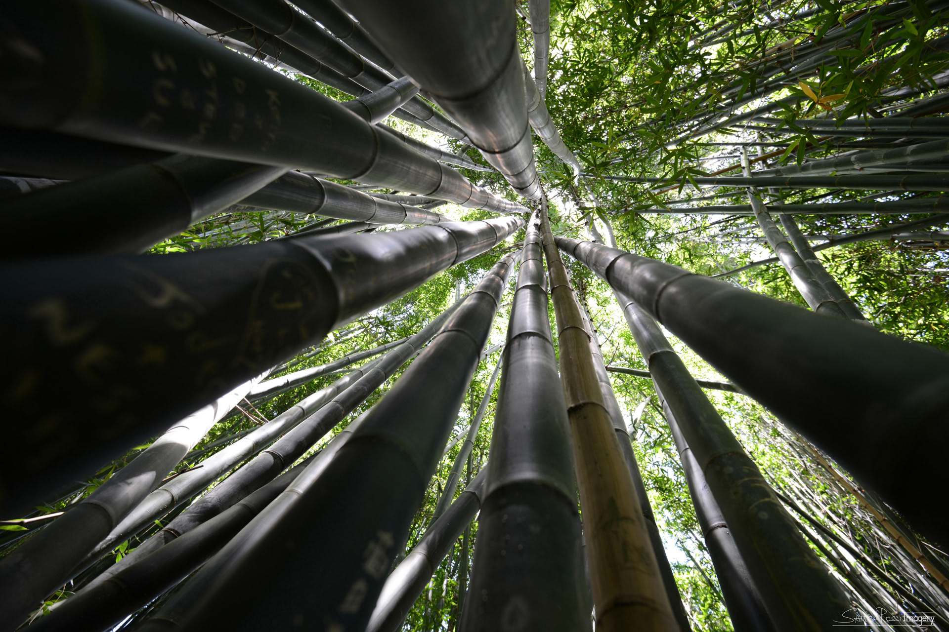 Bamboo Forest
