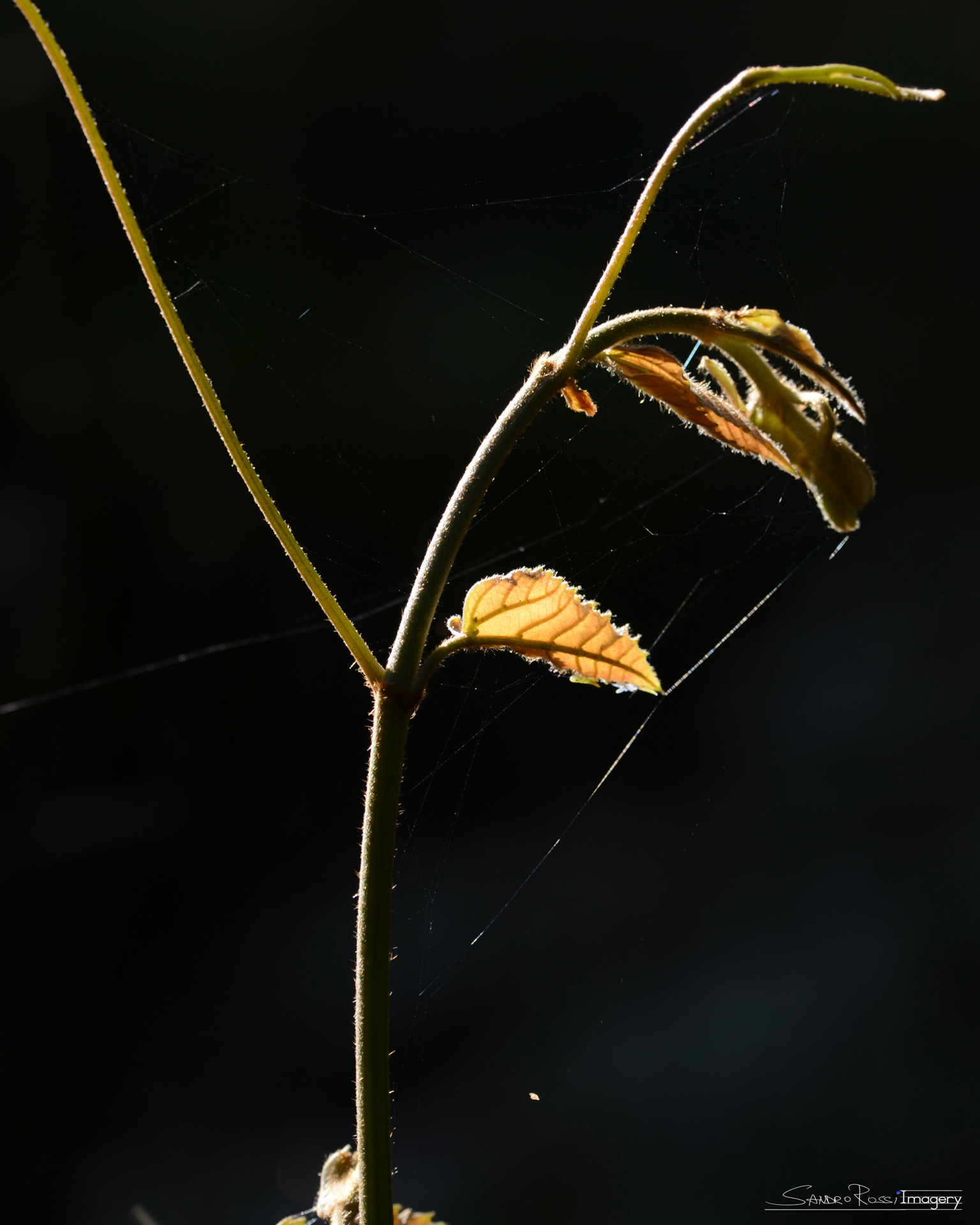 Yellow Leaf